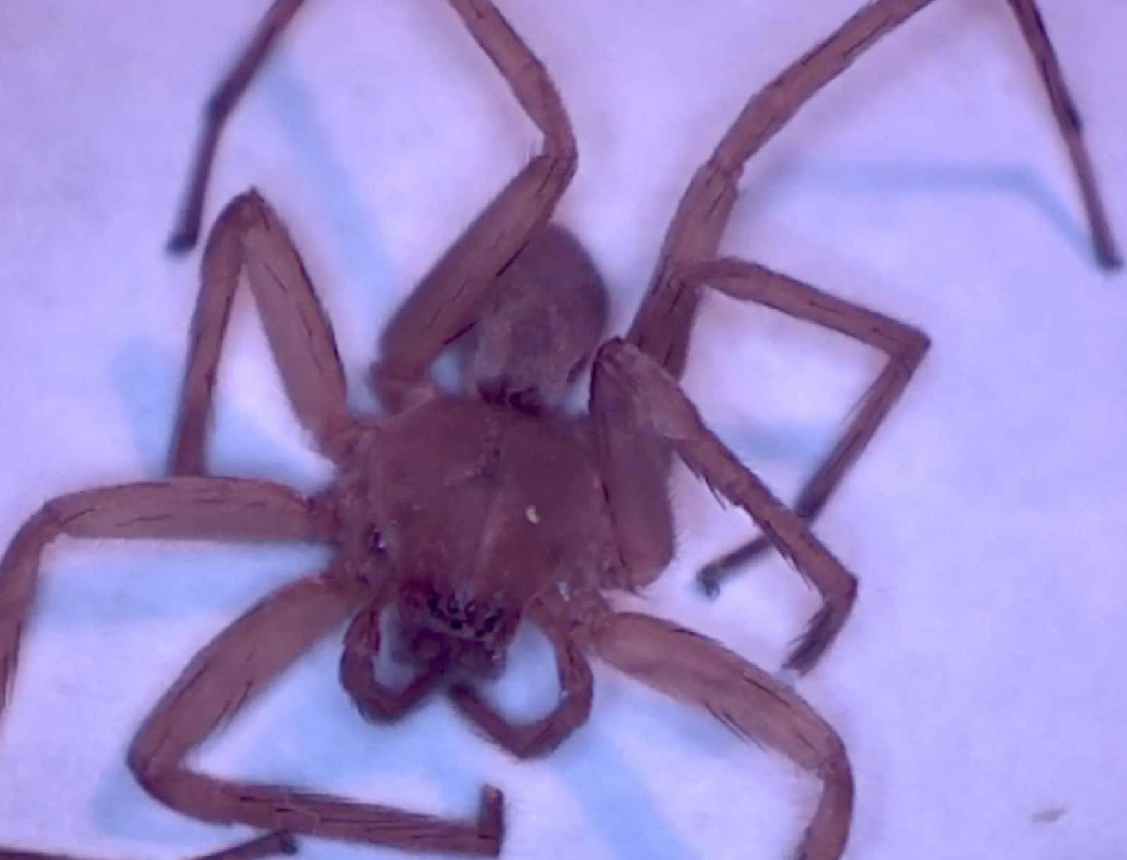 Brown Recluse Spider, 1599 x 1220, pale blue surface, HD Desktop Wallpaper