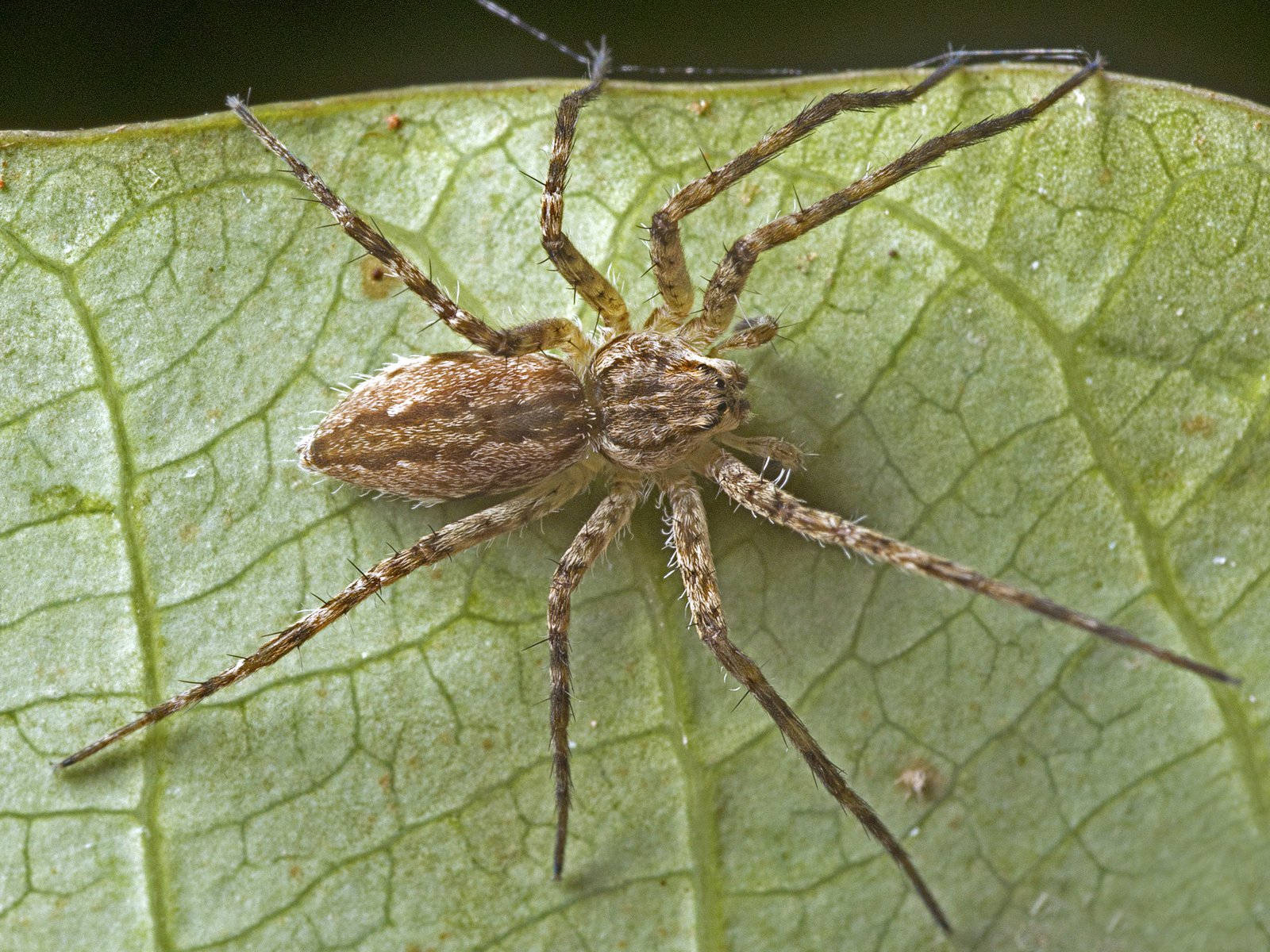brown spider, hairy legs, vibrant green leaf, HD Desktop Wallpaper