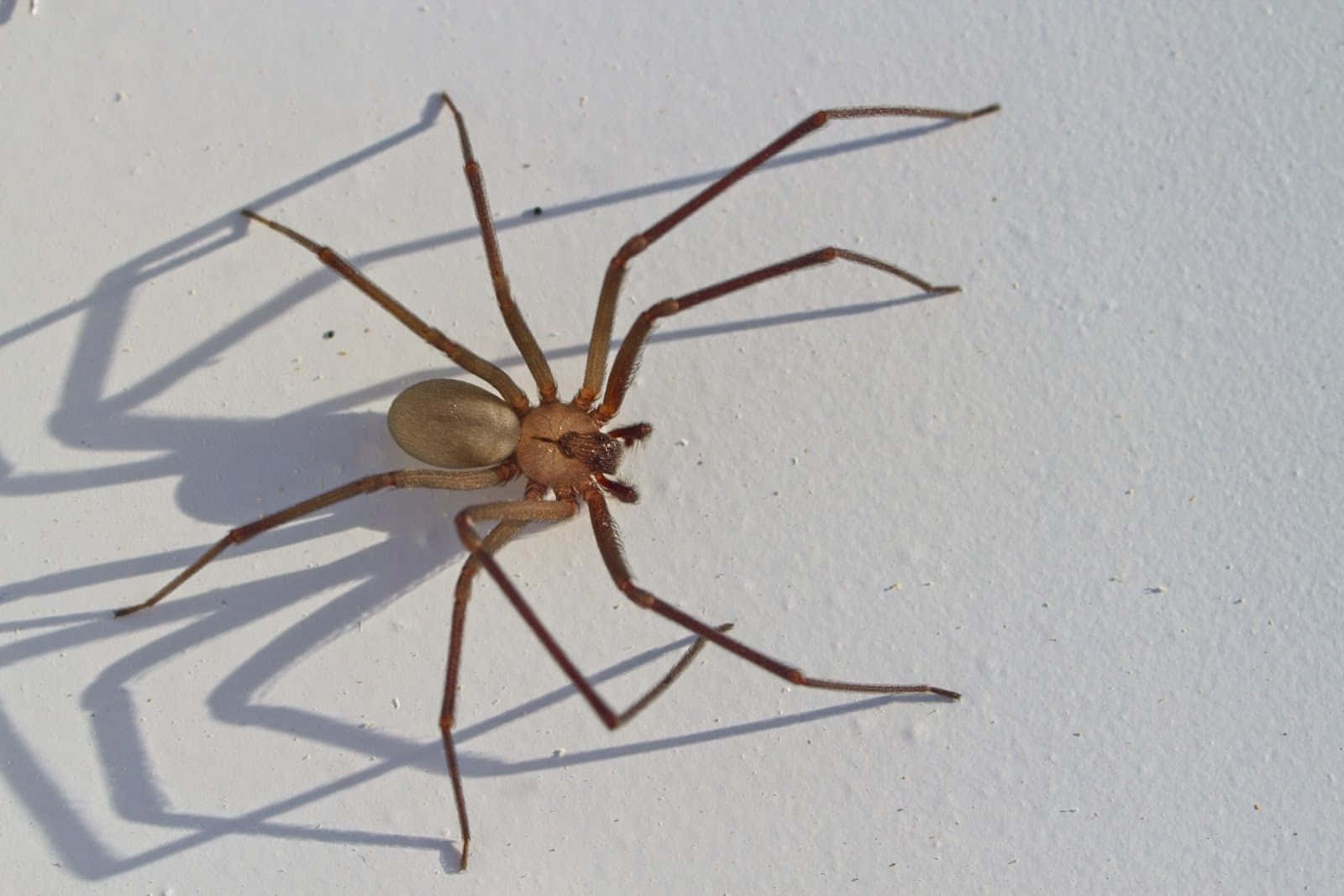 Brown Recluse Spider, long legs, sharp shadow, HD Desktop Wallpaper
