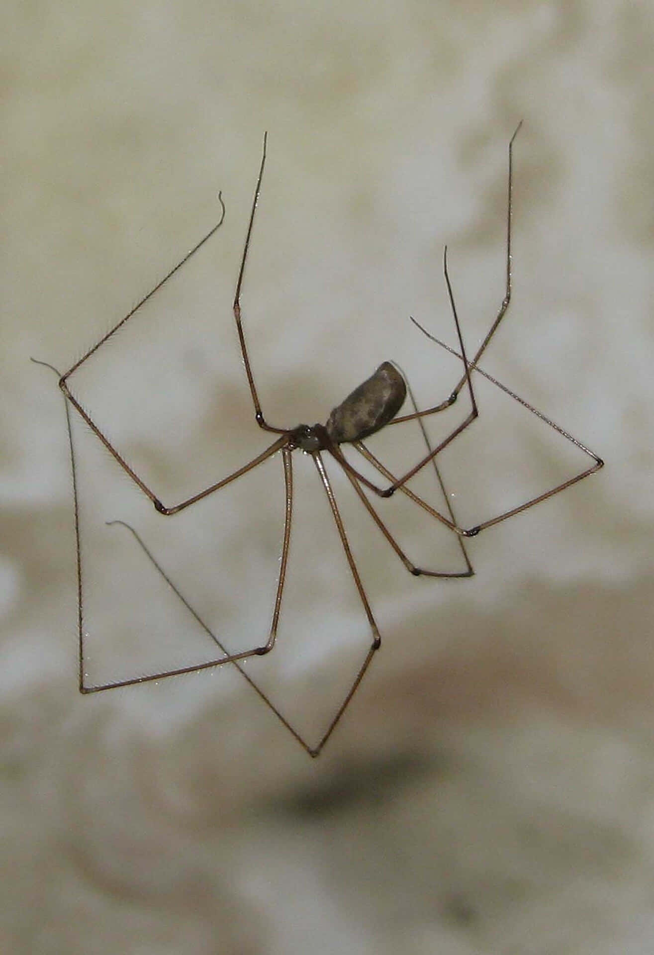 Brown Recluse Spider, long-legged, slender legs, Full HD Phone Wallpaper