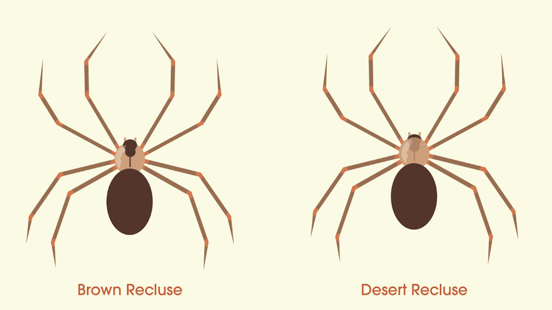 Brown Recluse Spider, Desert Recluse, pale cream background, Full HD Desktop Wallpaper