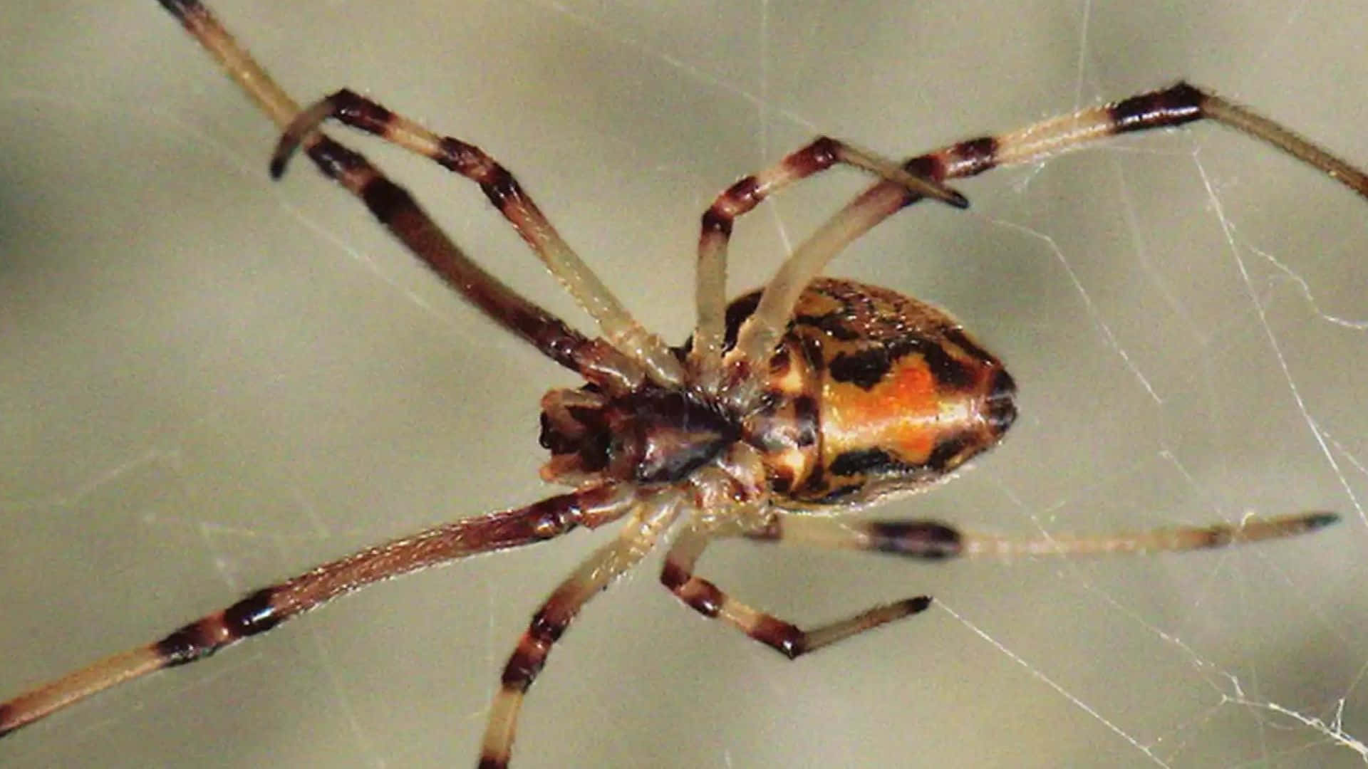 Brown Recluse Spider, orange and black markings, intricate web, Full HD Desktop Wallpaper