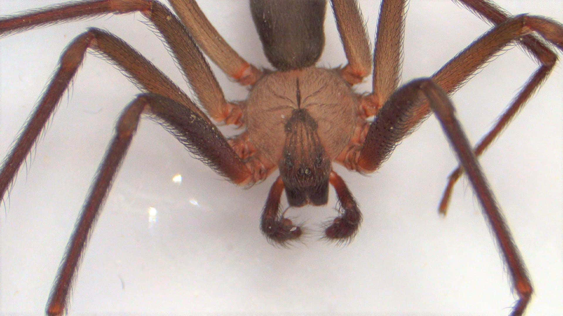 Brown Recluse Spider, hairy legs, chelicerae, Full HD Desktop Wallpaper