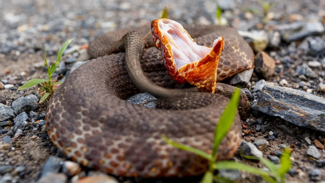 Brown Snake