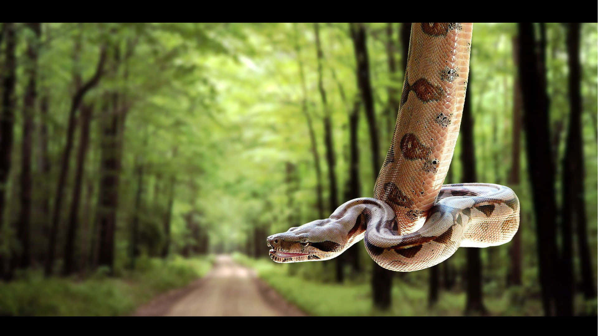 Brown Snake, python, forest path, Full HD Desktop Wallpaper