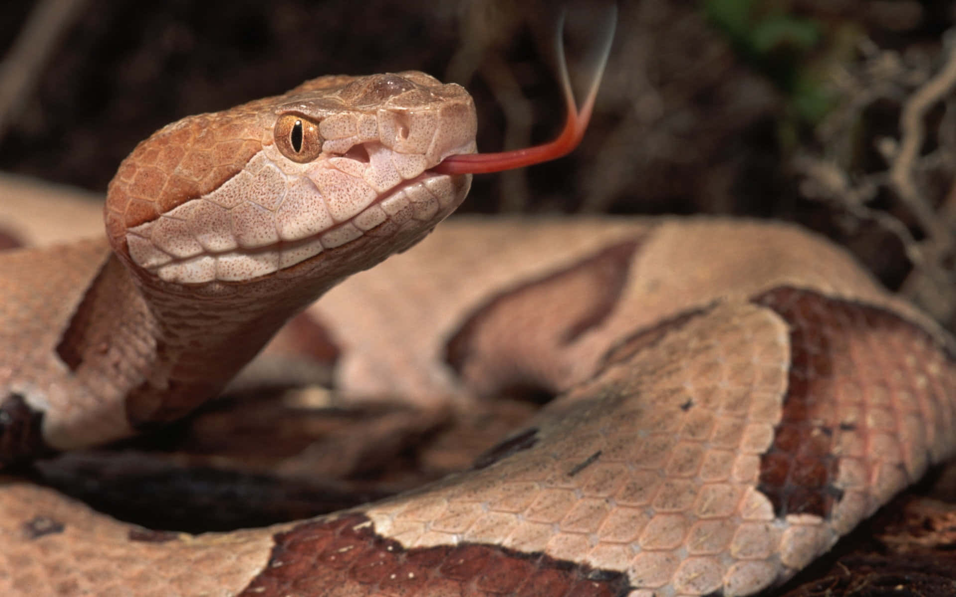 Brown Snake, copperhead snake, forest floor, Full HD Desktop Wallpaper