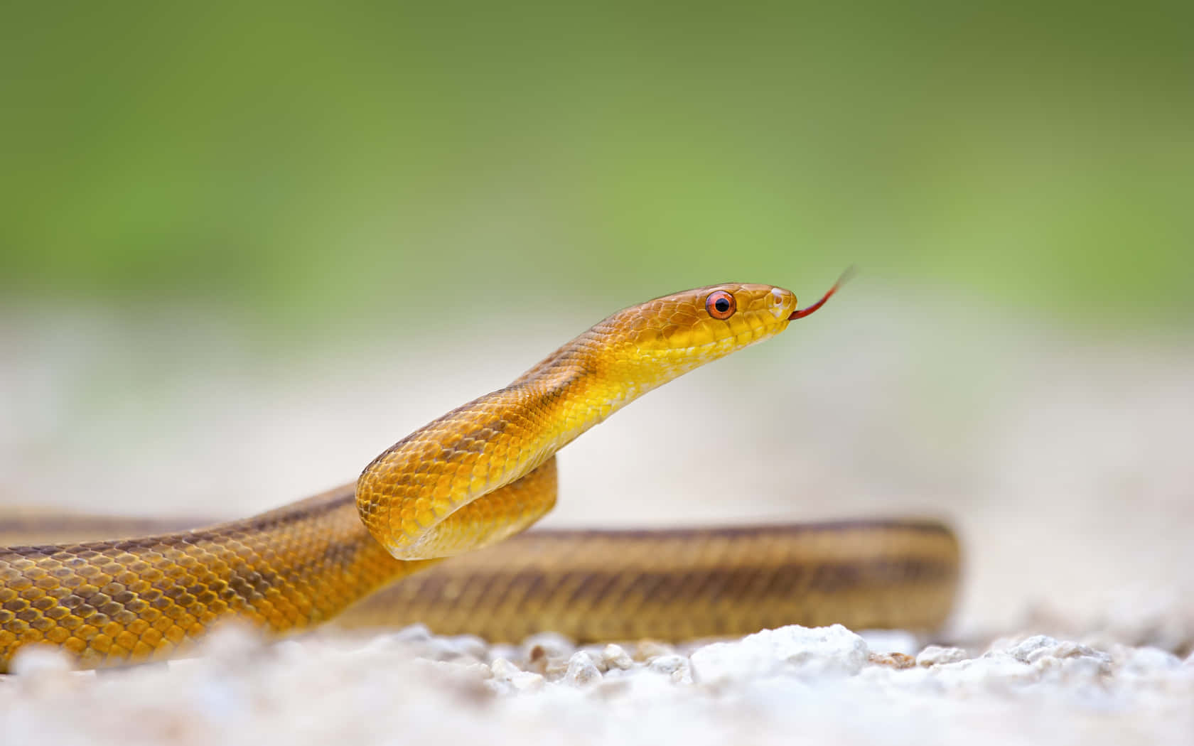 Brown Snake, yellow-brown snake, red eyes, HD Desktop Wallpaper