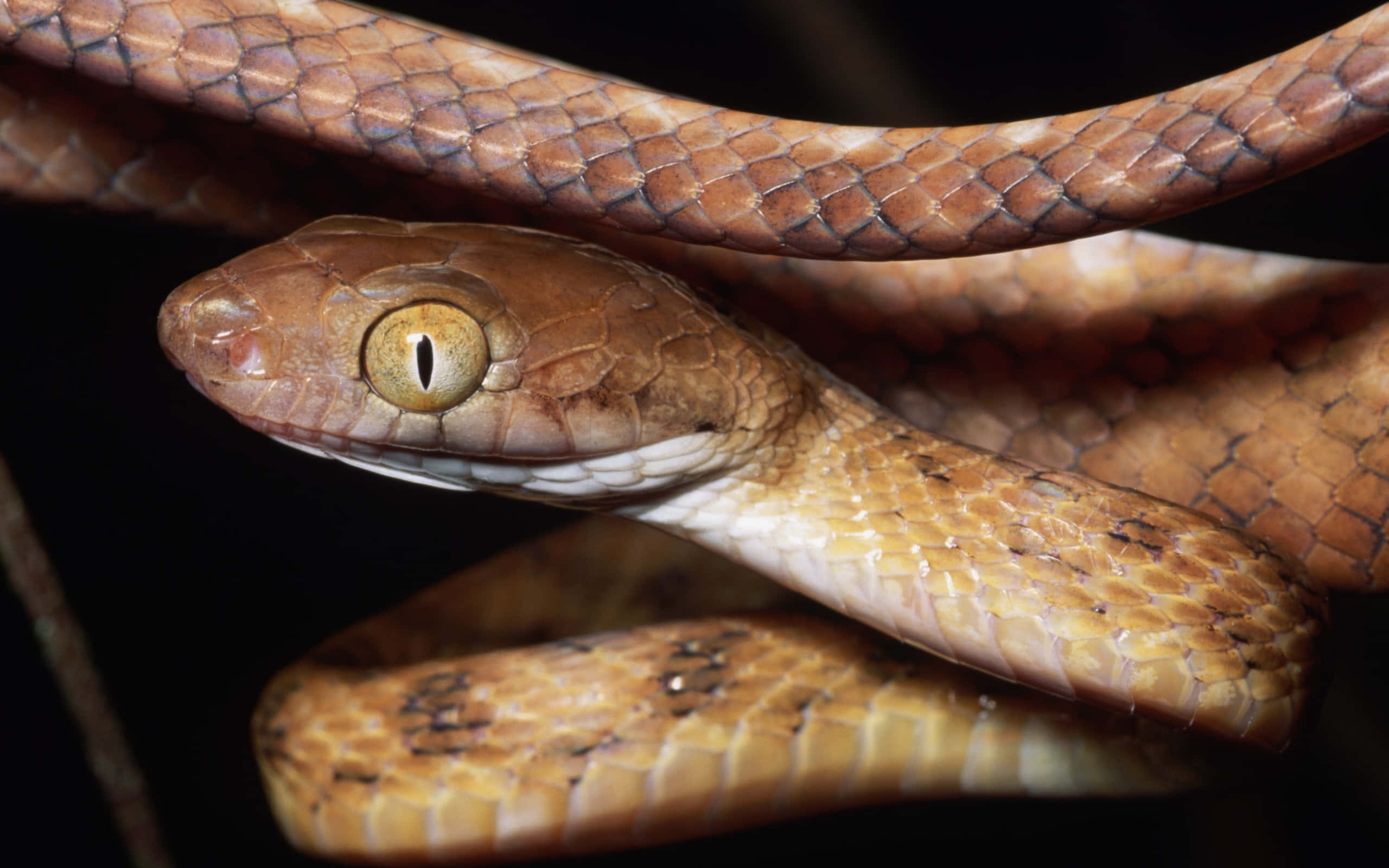 brown snake, close-up, brown snake slithering through grass, 2K Desktop Wallpaper