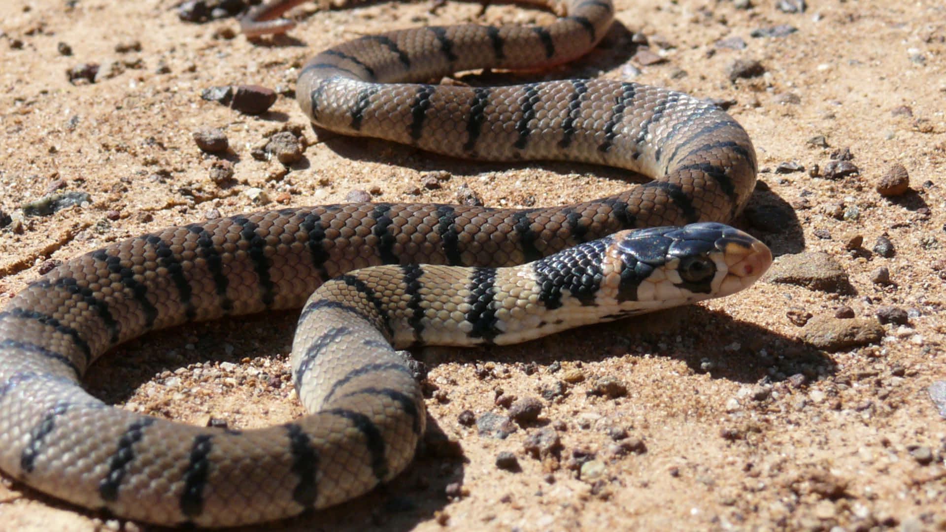 Brown Snake, black and tan bands, sunlit sandy ground, Full HD Desktop Wallpaper