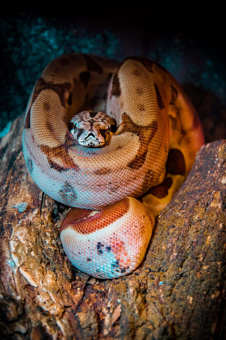 Brown Snake, ball python, brown and tan patterns, HD Phone Wallpaper