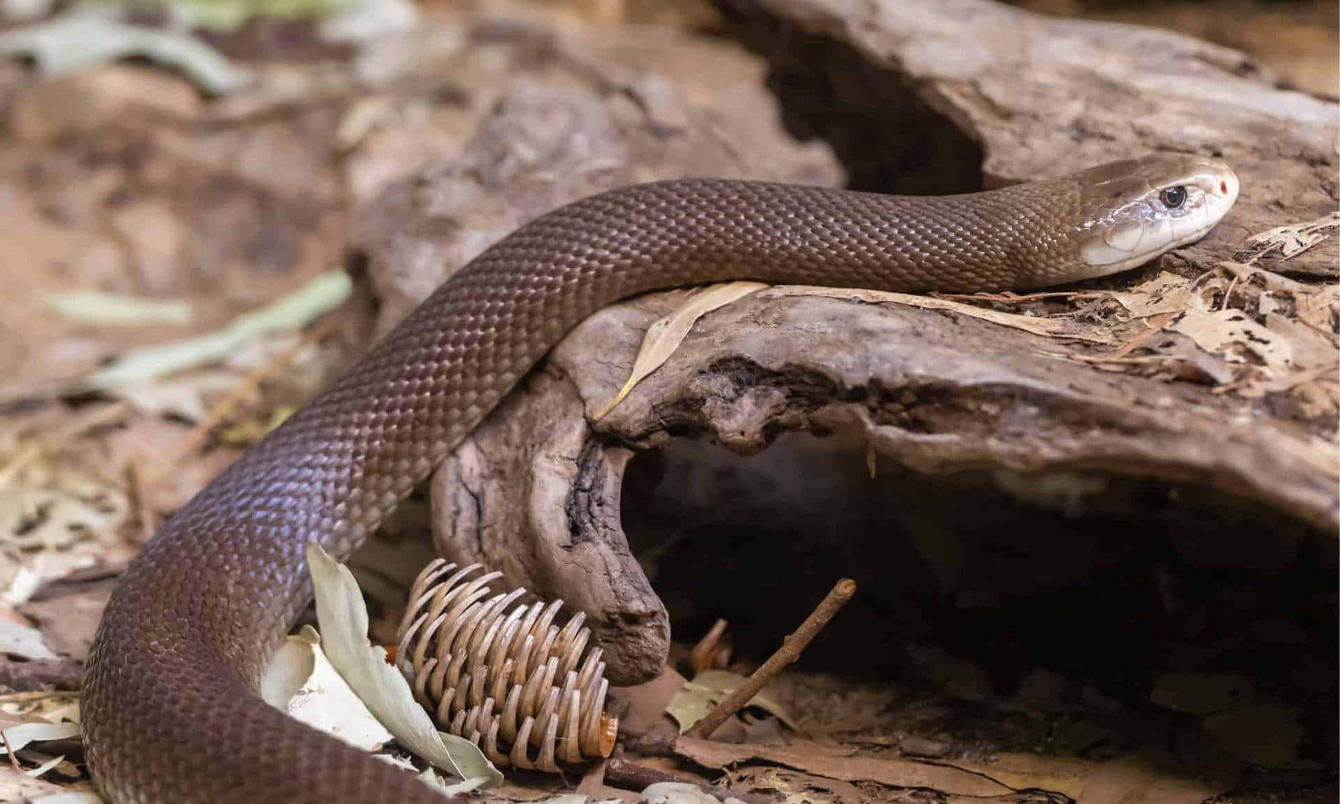 Brown Snake, sleek brown snake, pale underbelly, Full HD Desktop Wallpaper