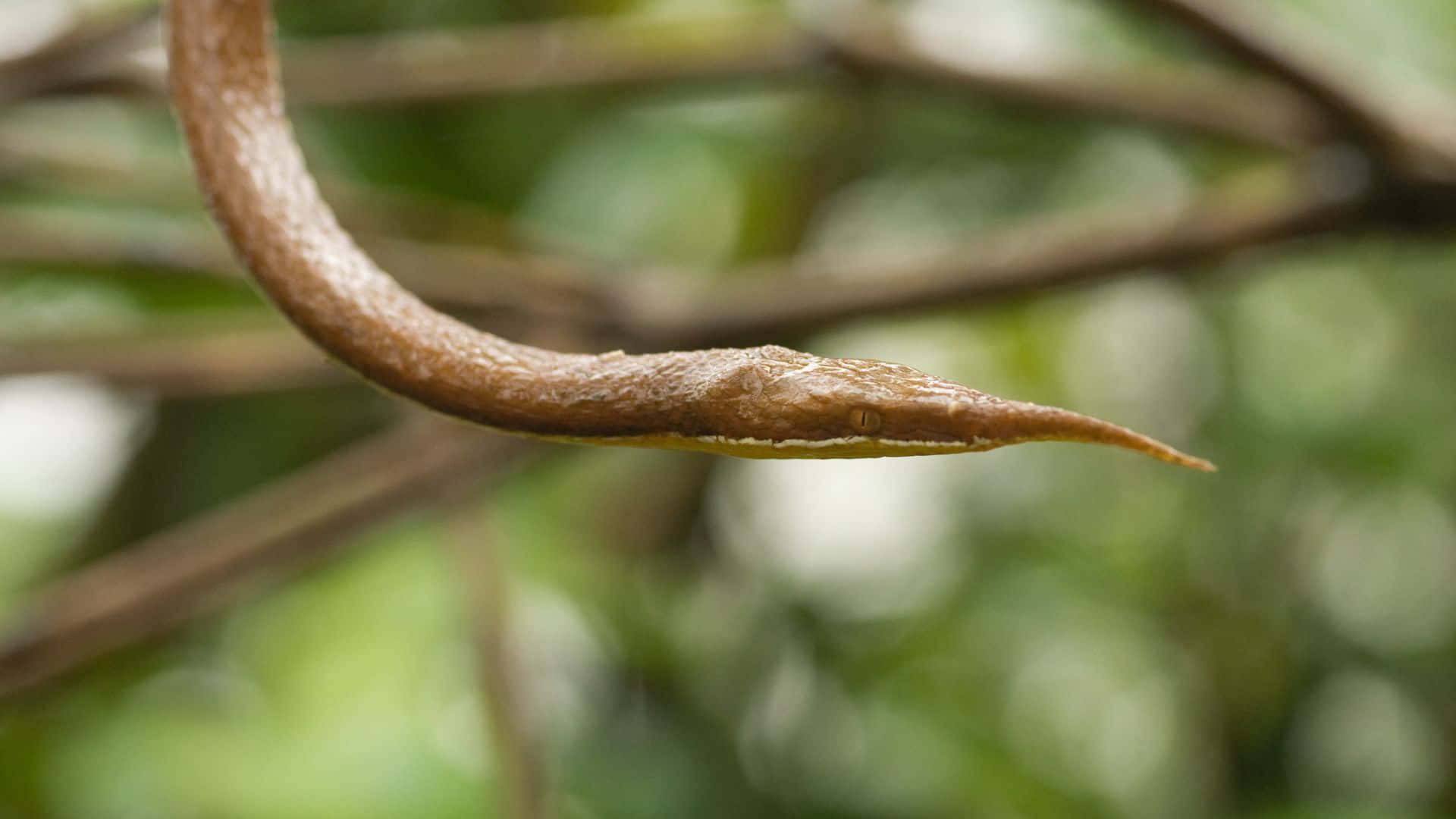 Brown Snake, slender brown snake, leaf-like head, Full HD Desktop Wallpaper