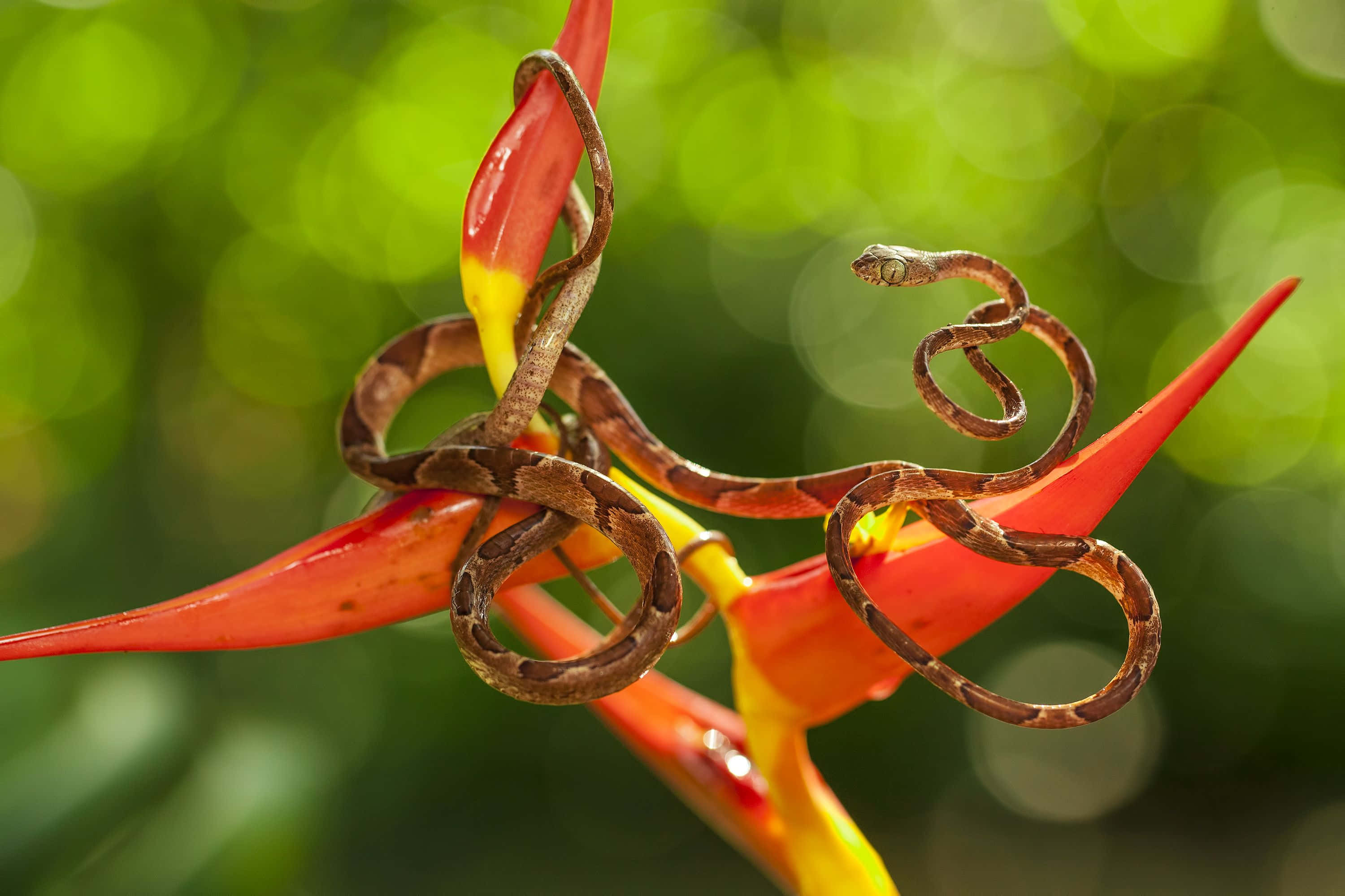 Brown Snake, heliconia flower, red and yellow, 2K Desktop Wallpaper