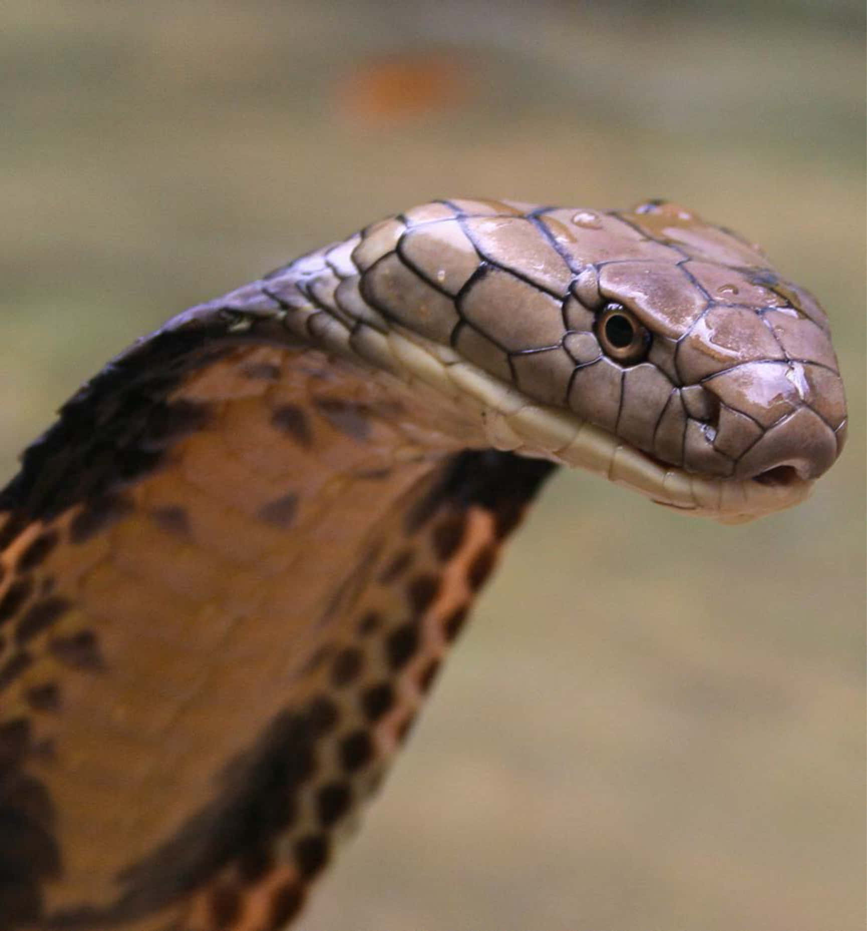 Brown Snake, cobra, hood expanded, HD Phone Wallpaper