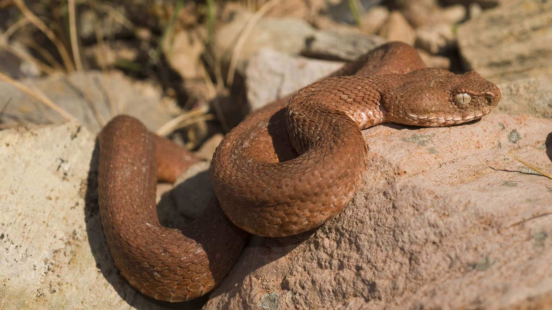 Brown Snake, 1920 x 1080, sunlit rocks, Full HD Desktop Wallpaper