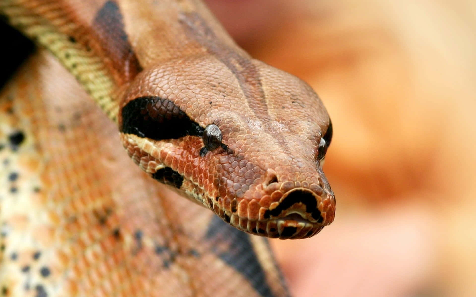 Brown Snake, boas, black markings, Full HD Desktop Wallpaper