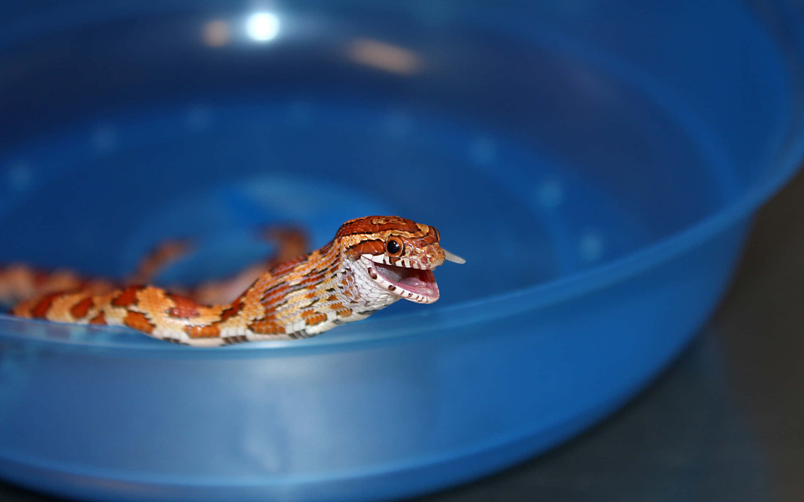 corn snake, orange and brown patterns, blue plastic bowl, 2K Desktop Wallpaper
