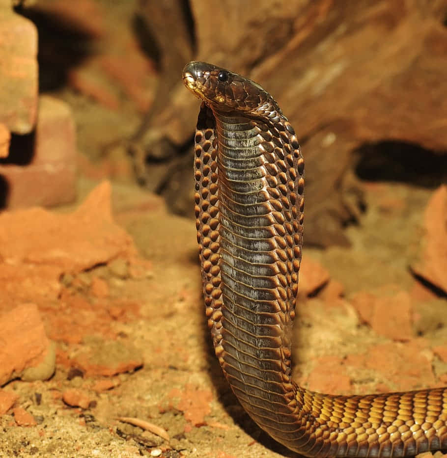 Brown Snake, cobra, hood flared, SD Phone Wallpaper