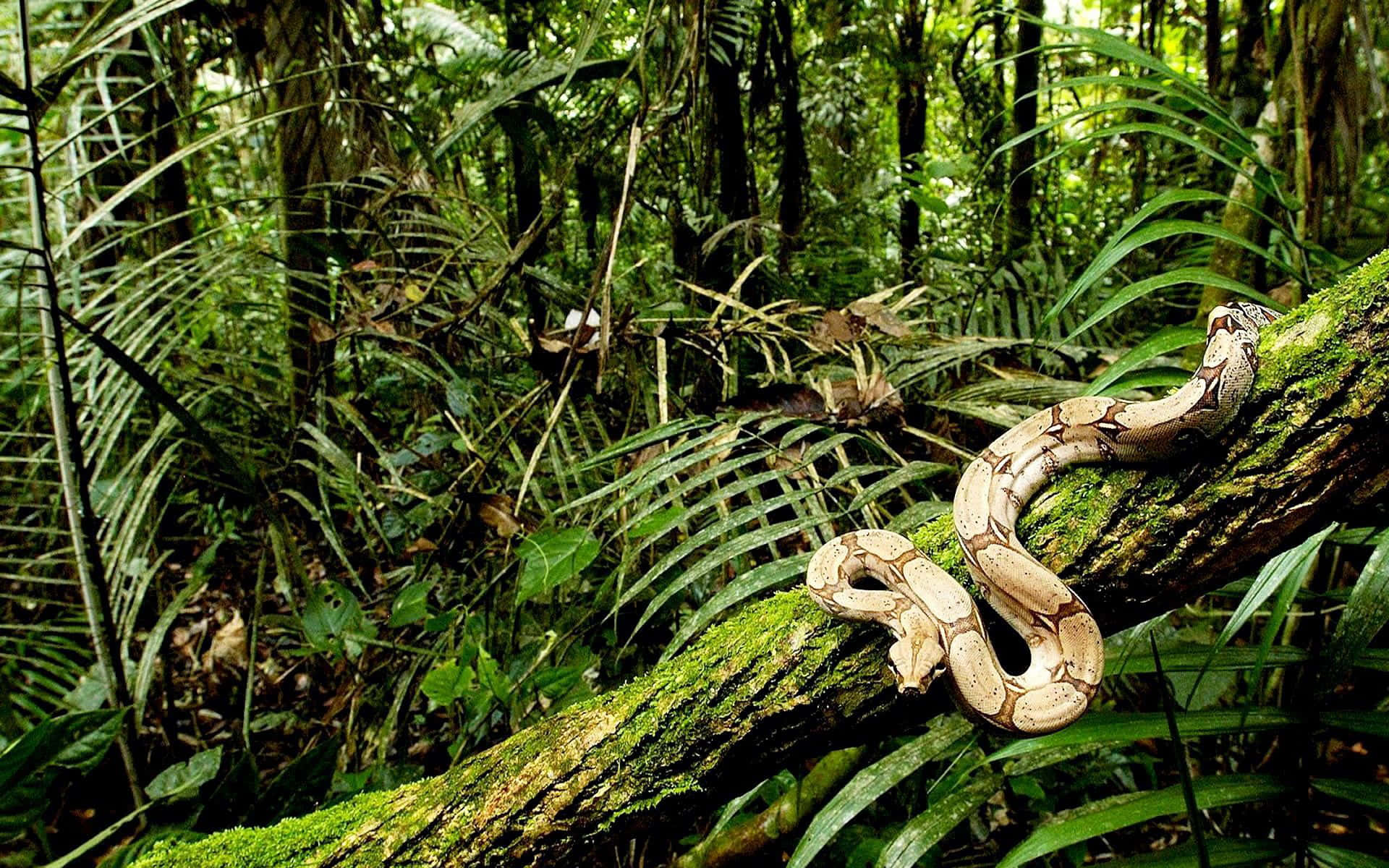 Brown Snake, mossy tree branch, tropical foliage, Full HD Desktop Wallpaper