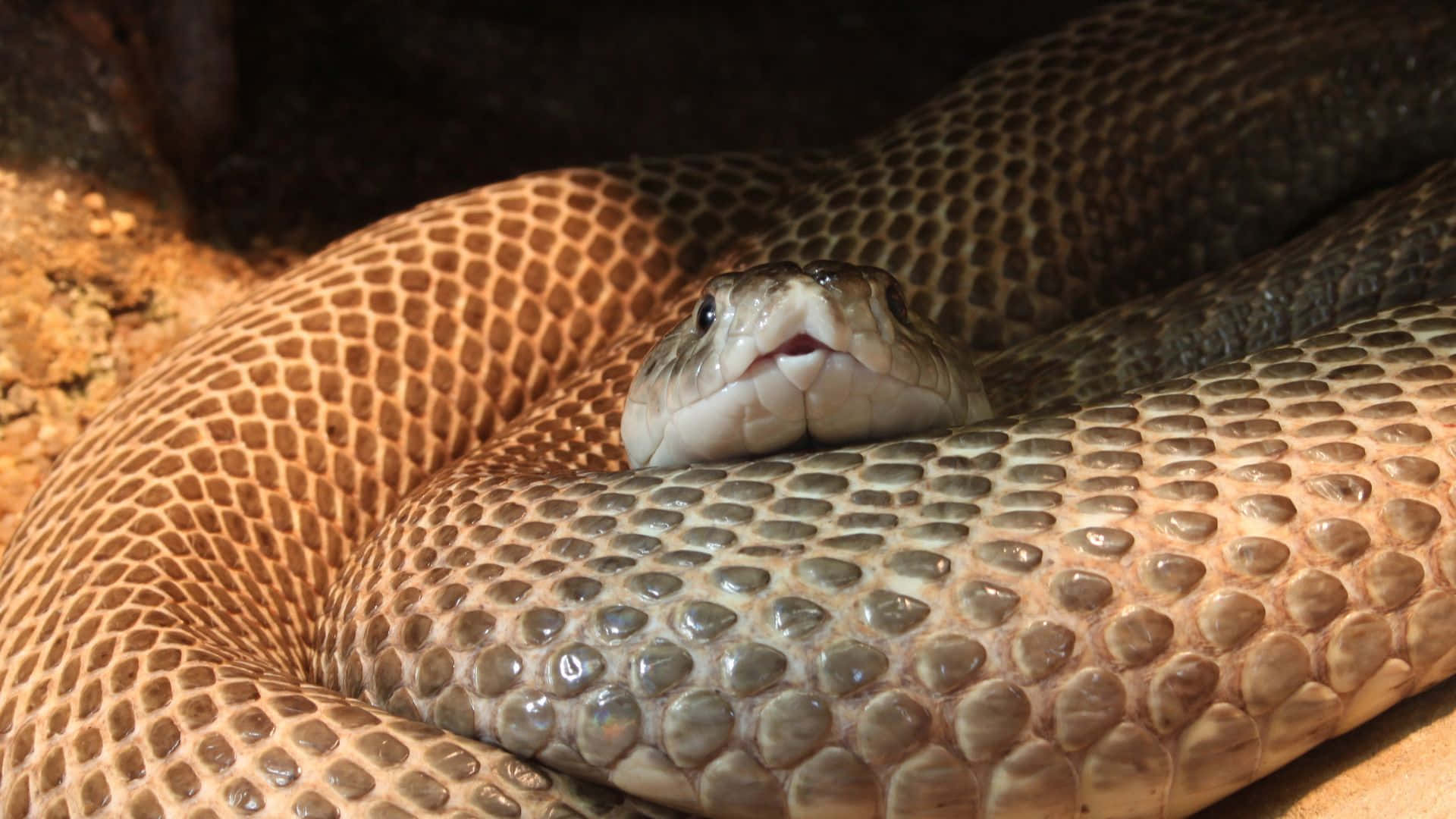 Brown Snake, 1920 x 1080, coiled snake, Full HD Desktop Wallpaper