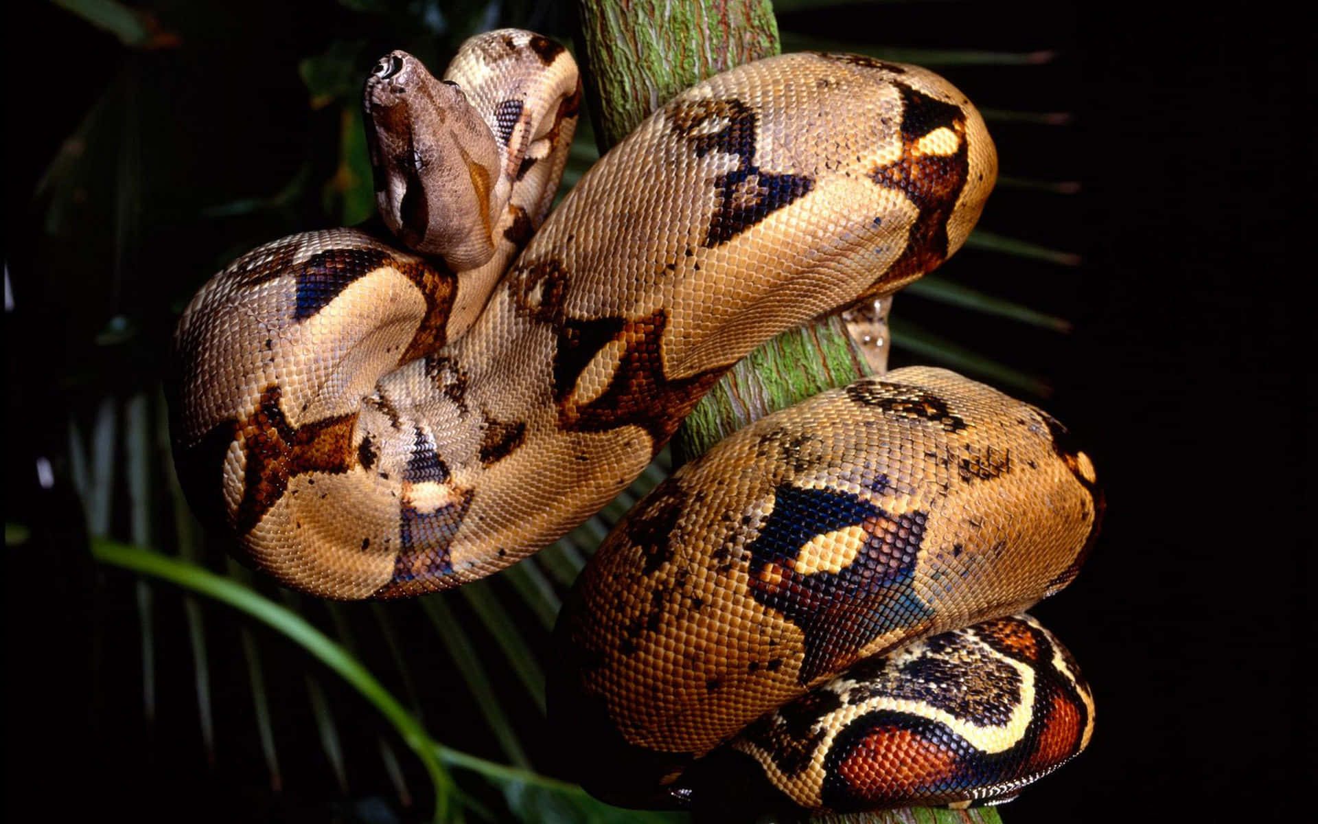 Brown Snake, boa constrictor, brown and tan patterns, Full HD Desktop Wallpaper