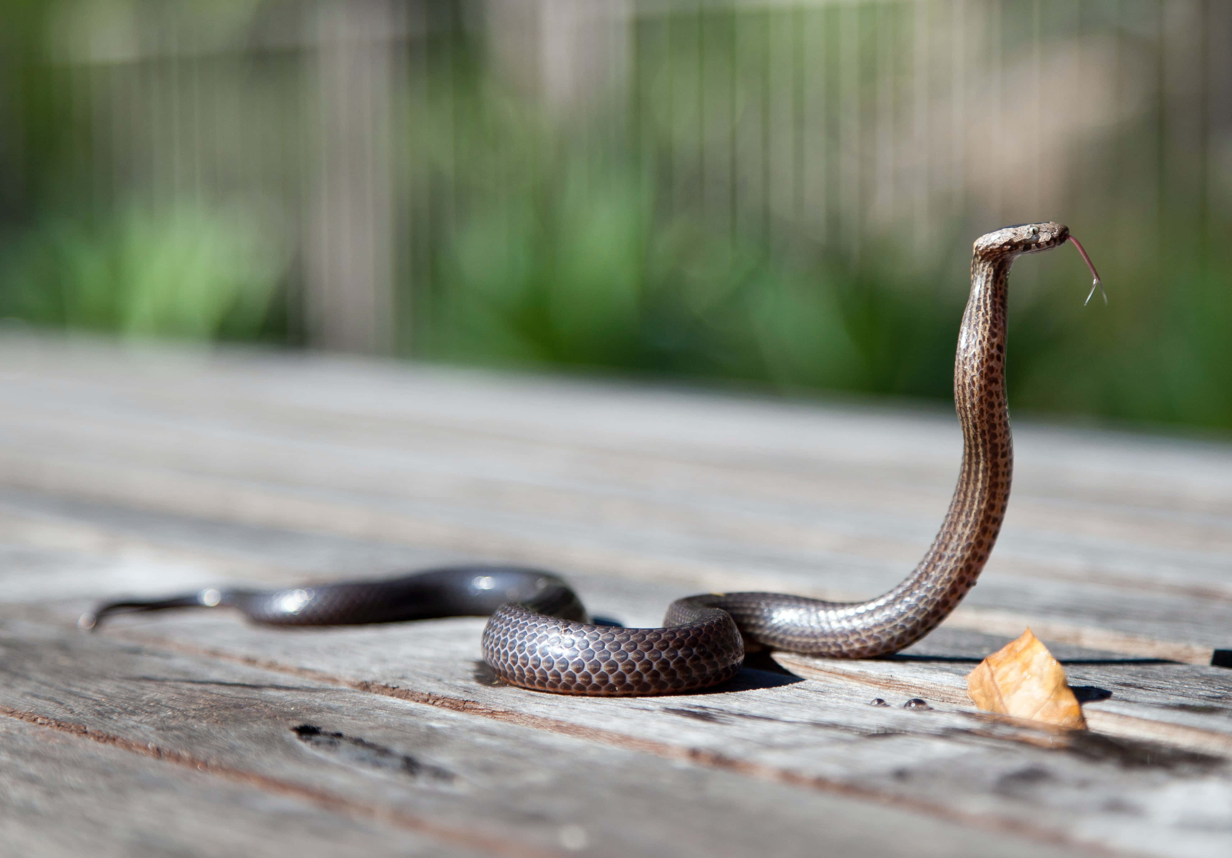 Brown Snake, dark brown, patterned back, 4K Desktop Wallpaper