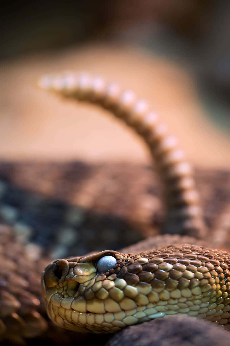 Brown Snake, rattlesnake, desert, HD Phone Wallpaper
