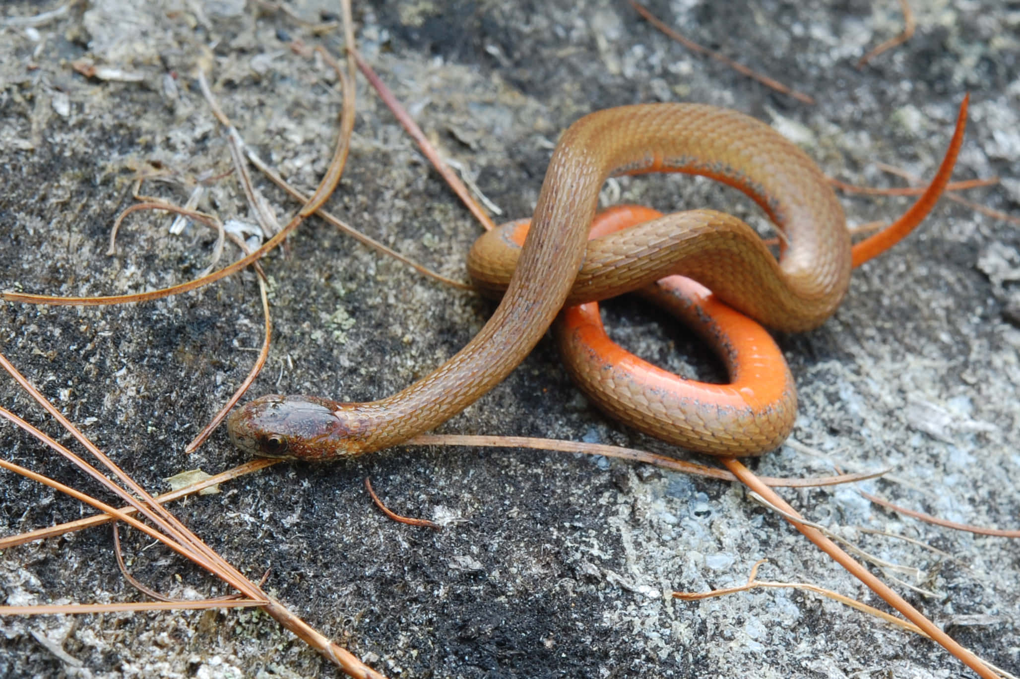 brown snake, vibrant orange underbelly, textured gray rock, Full HD Desktop Wallpaper