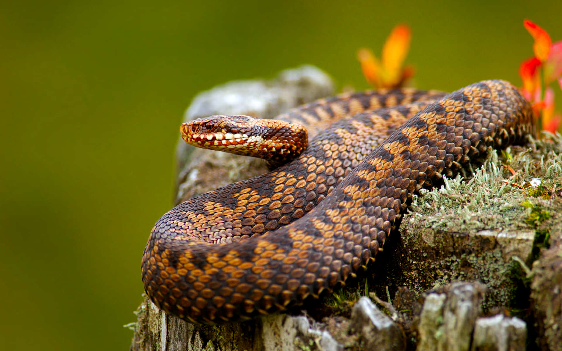 Brown Snake, adderr snake, mossy log, Full HD Desktop Wallpaper