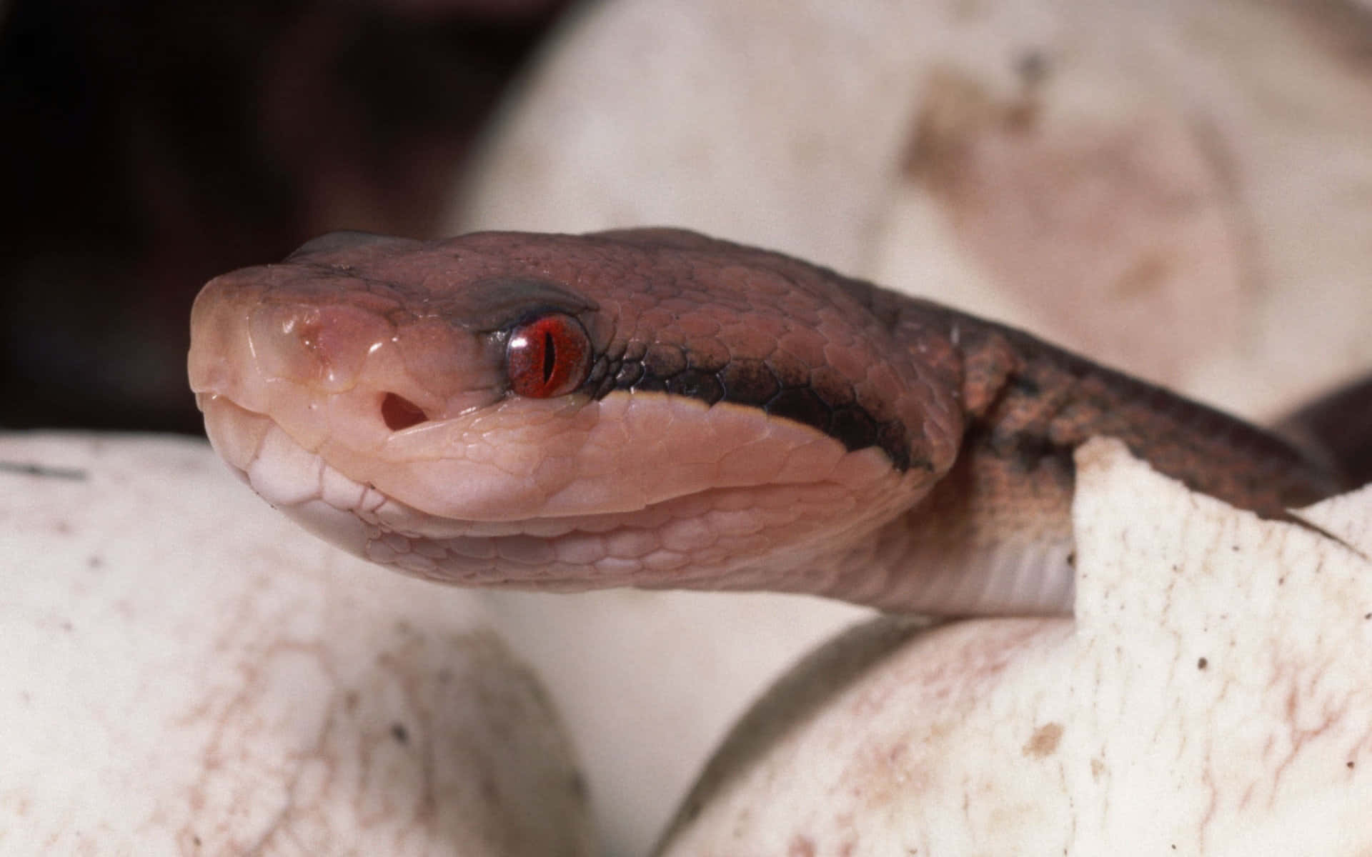 Brown Snake, red eyes, pale textured rocks, Full HD Desktop Wallpaper