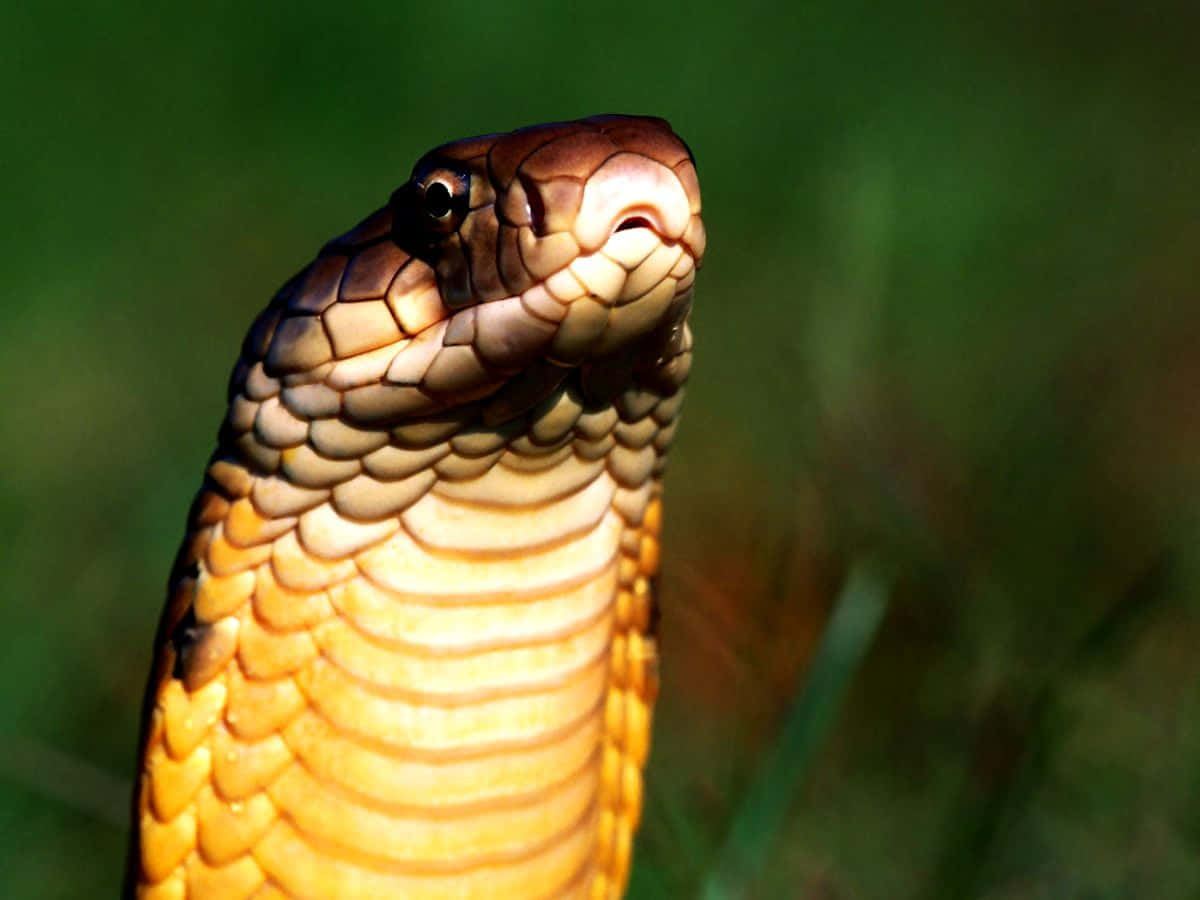 Brown Snake, golden-yellow scales, brown head, SD Desktop Wallpaper