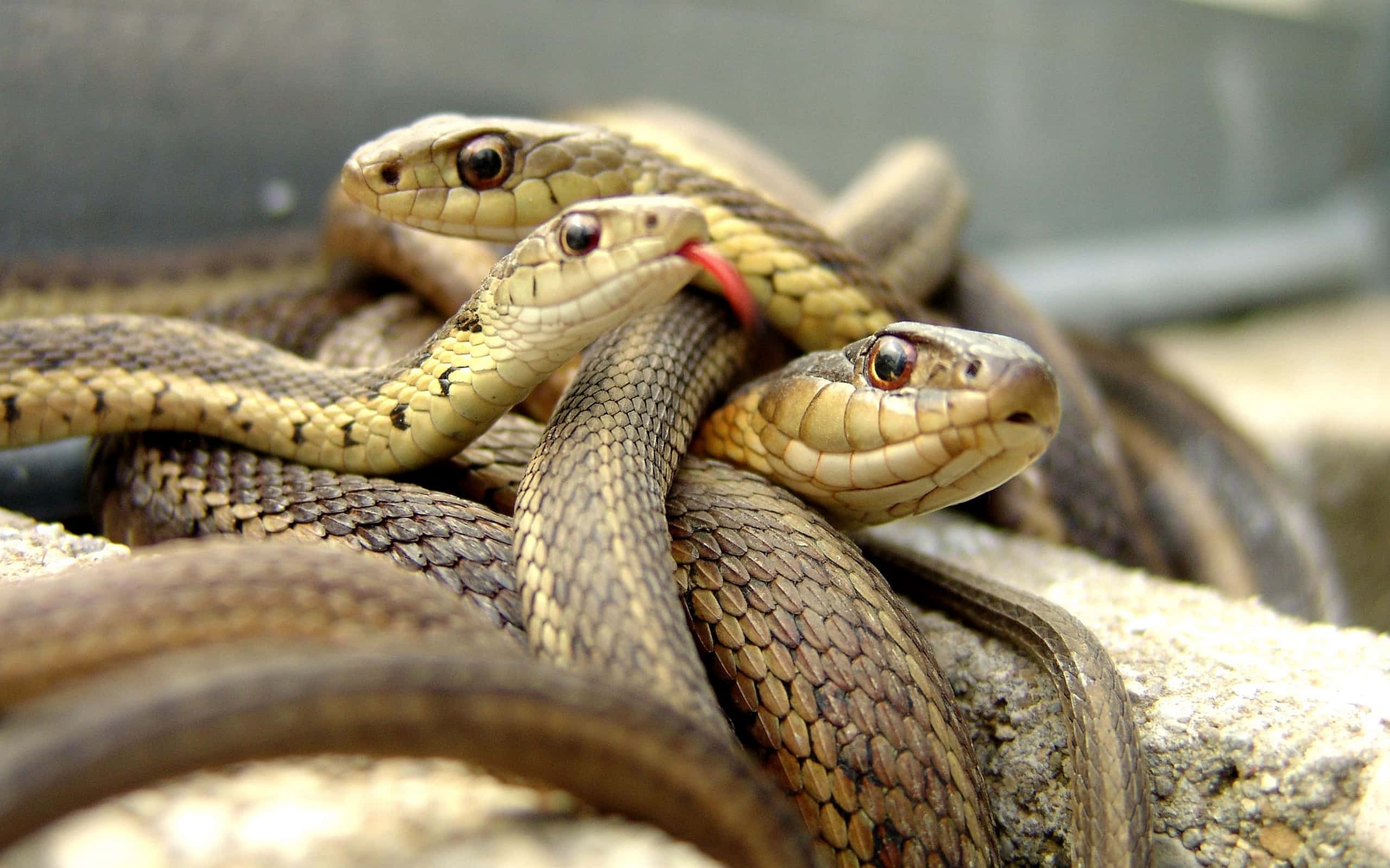 Brown Snake, red-tipped tongue, rough stone, 2K Desktop Wallpaper