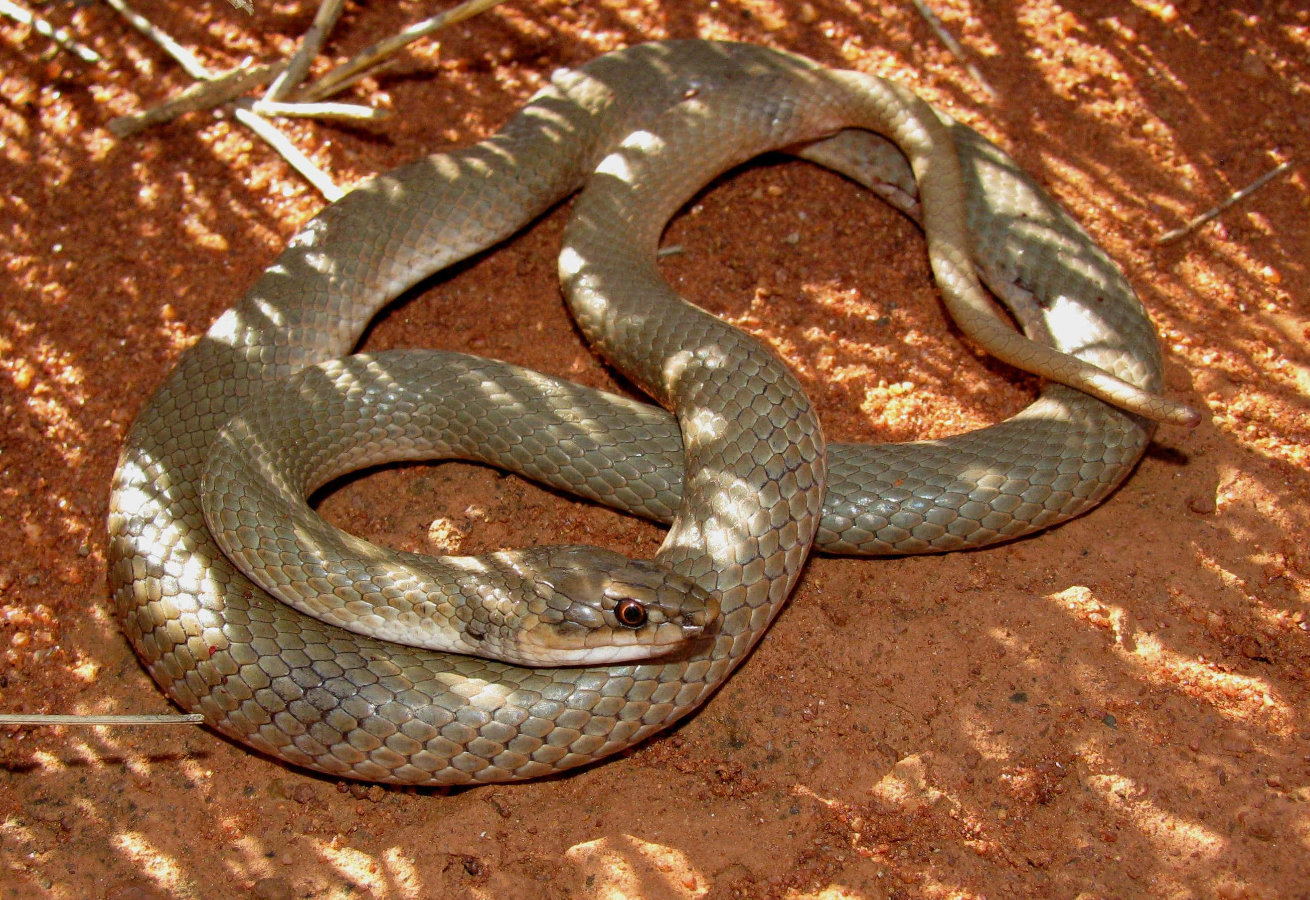 Brown Snake, gray snake, sun-dappled red dirt, 2K Desktop Wallpaper