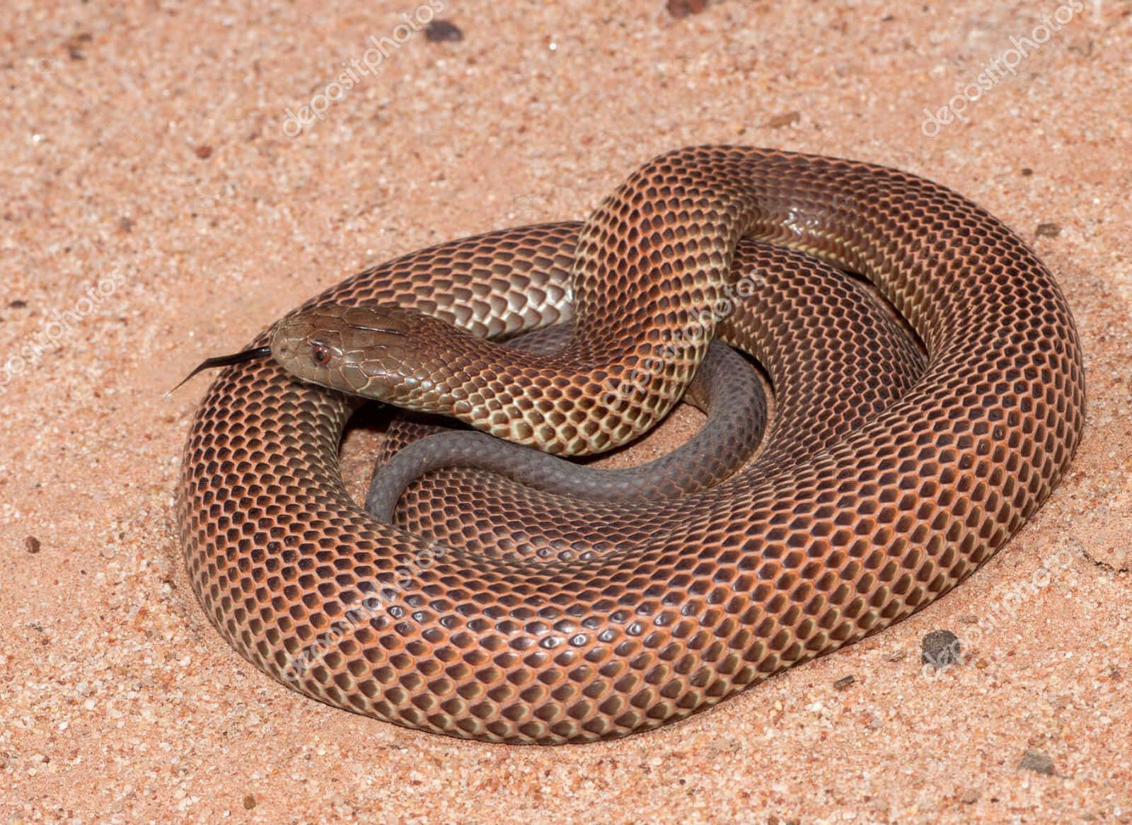 Brown Snake, intricate scales, textured reddish sand, HD Desktop Wallpaper