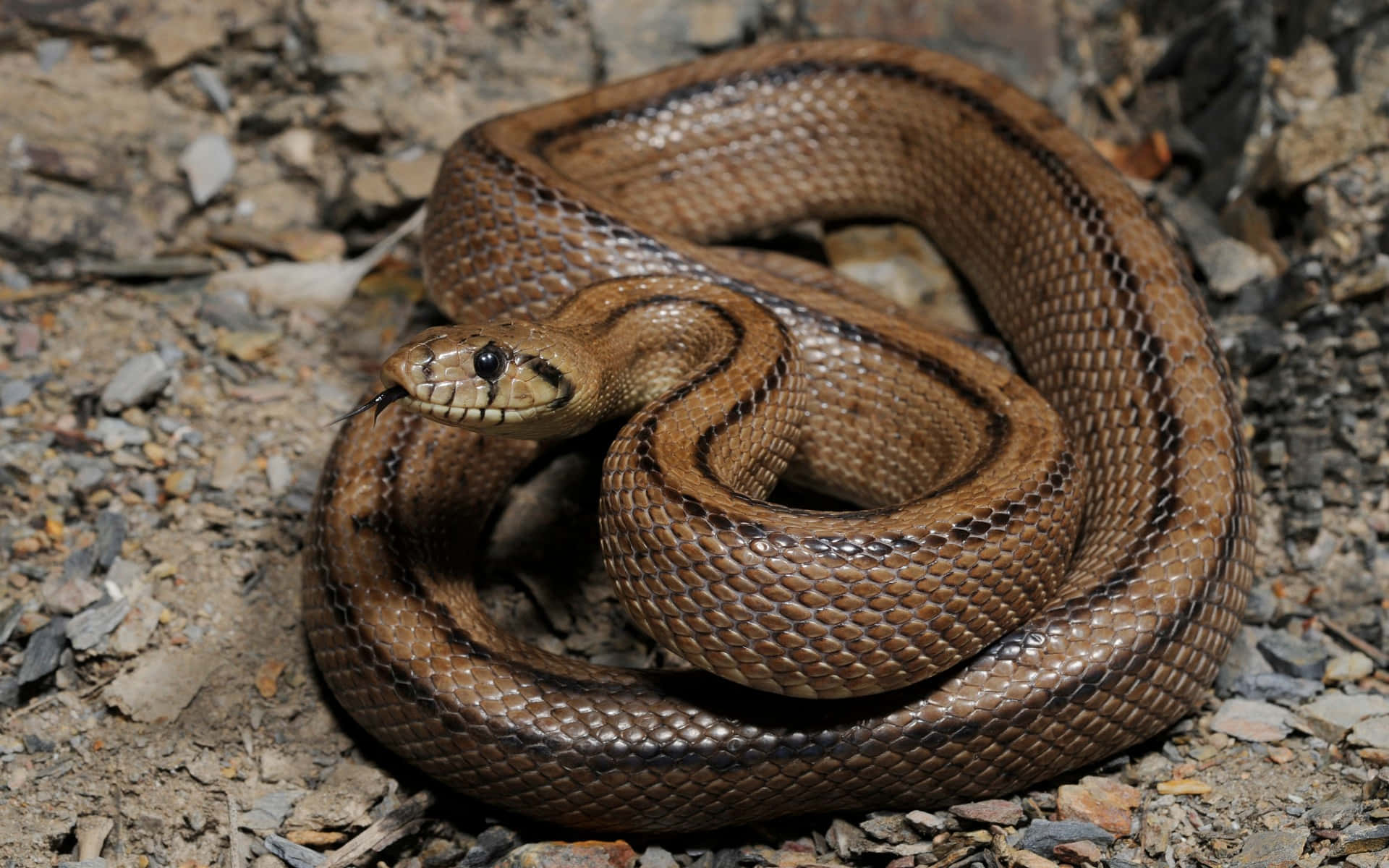 Brown Snake, coiled, dark stripes, Full HD Desktop Wallpaper