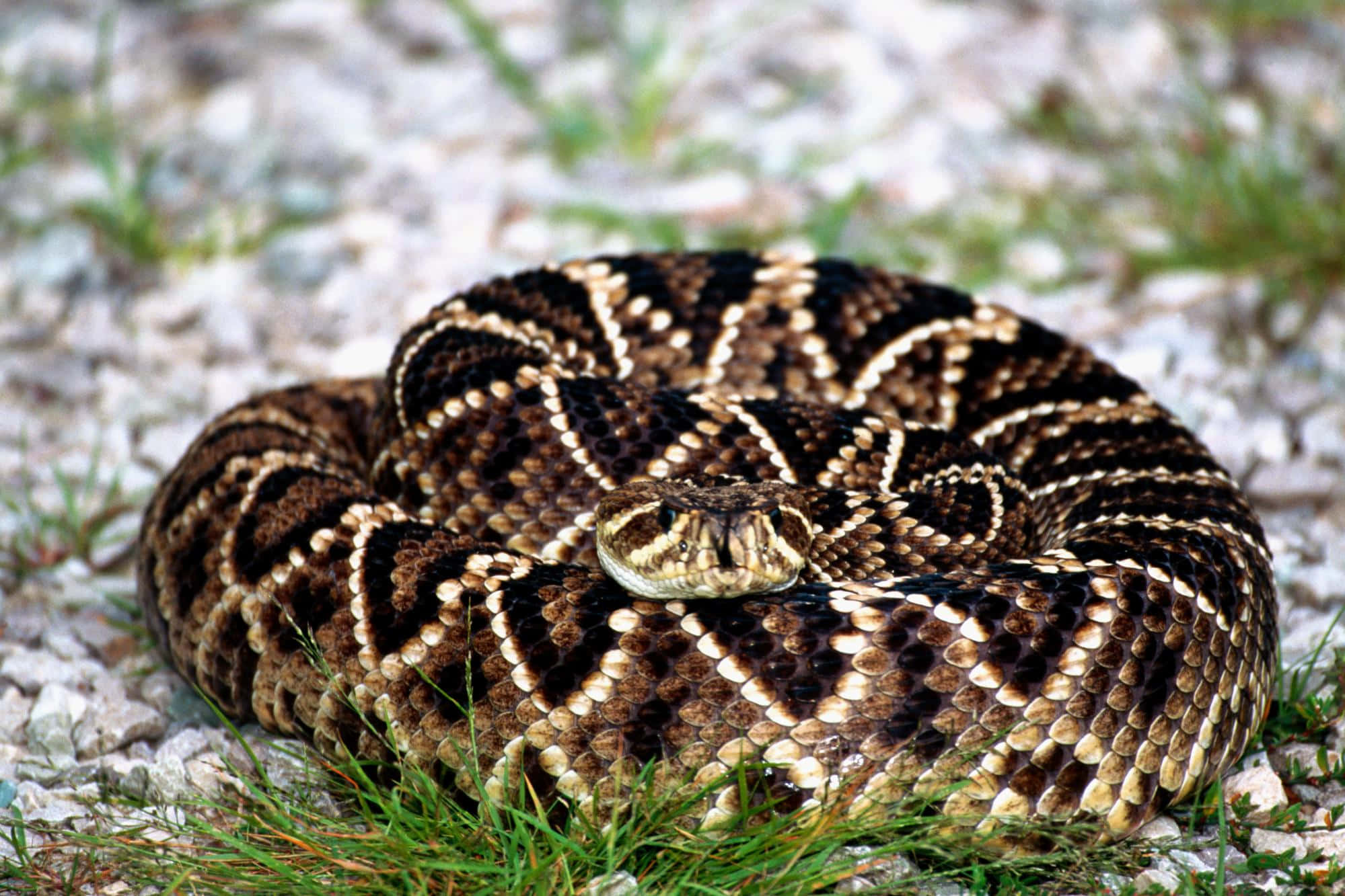 Brown Snake, 1999, diamond-patterned scales, Full HD Desktop Wallpaper