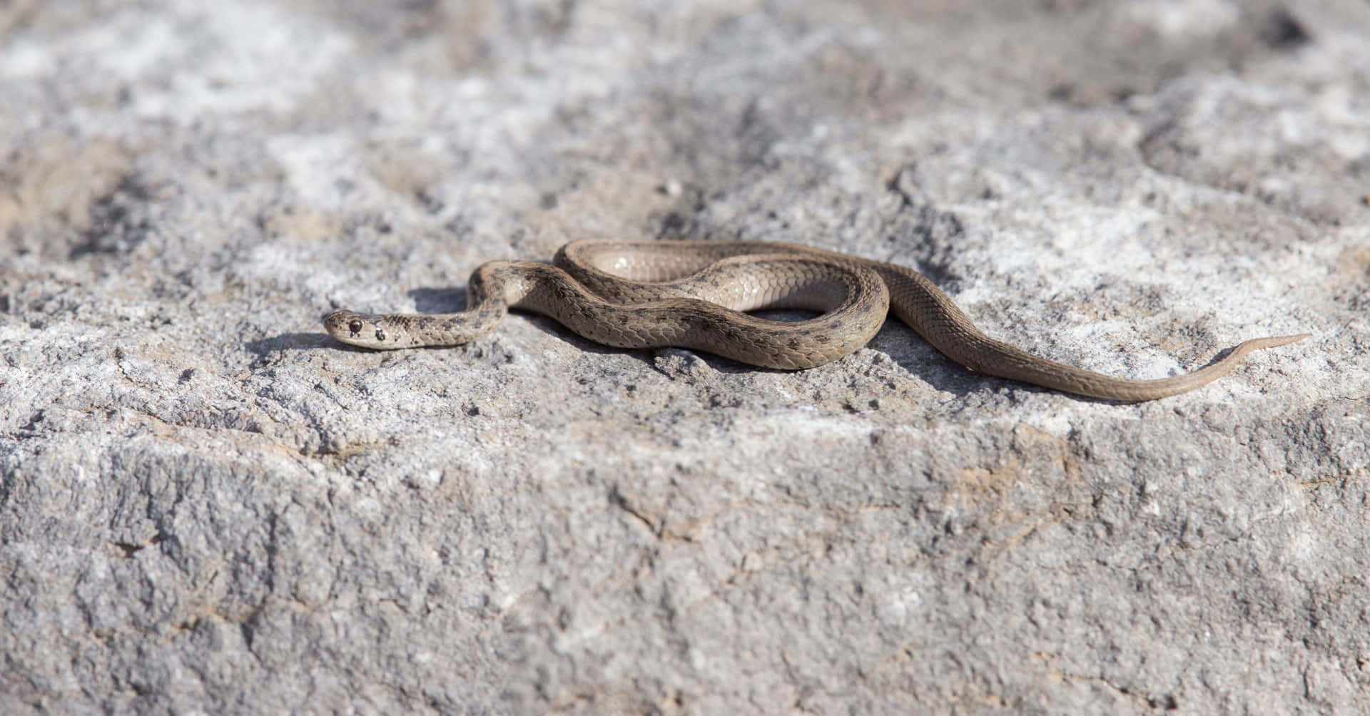 Brown Snake, slender brown snake, sunlit, Full HD Desktop Wallpaper