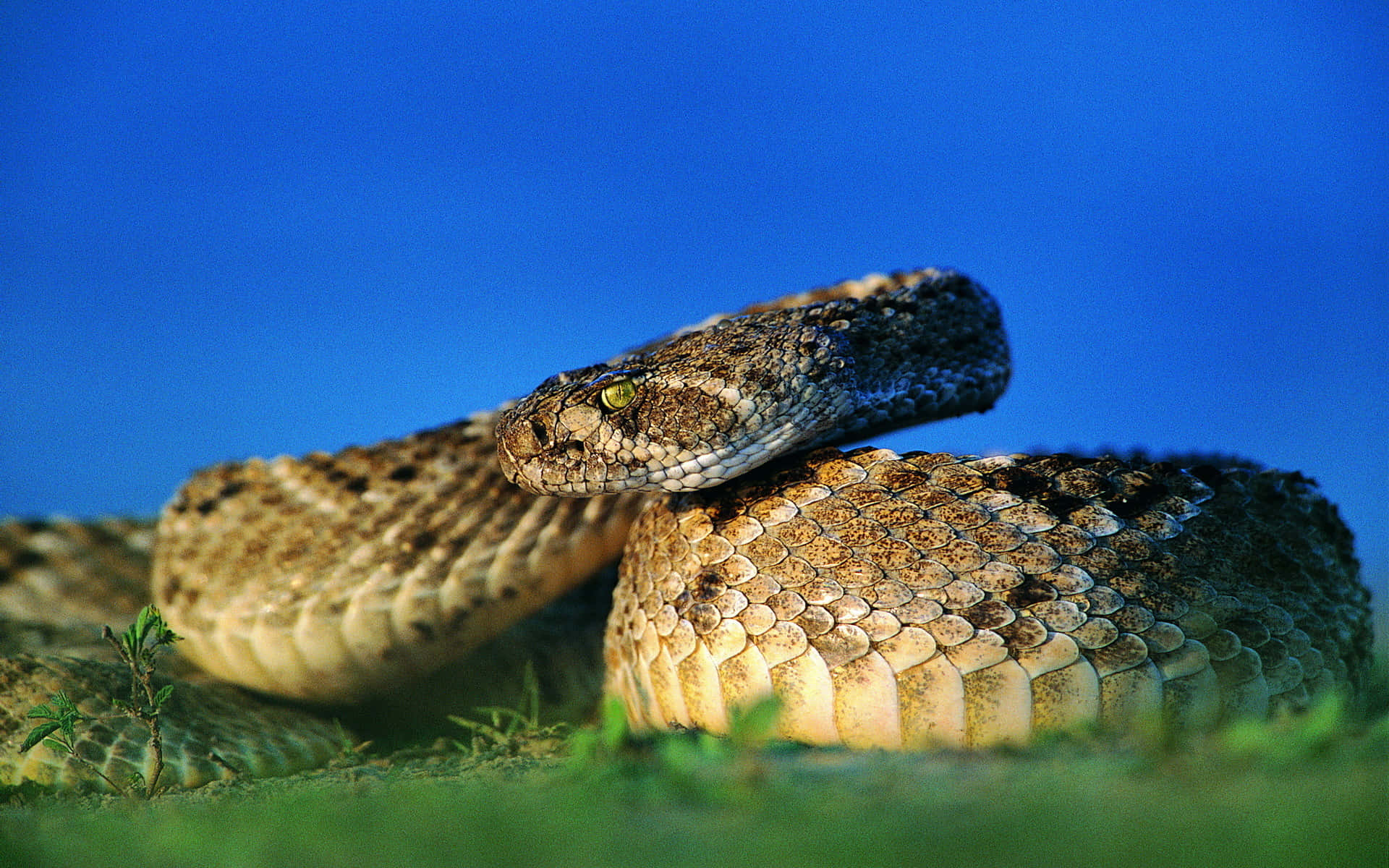 Brown Snake, rattlersnake, textured scales, Full HD Desktop Wallpaper