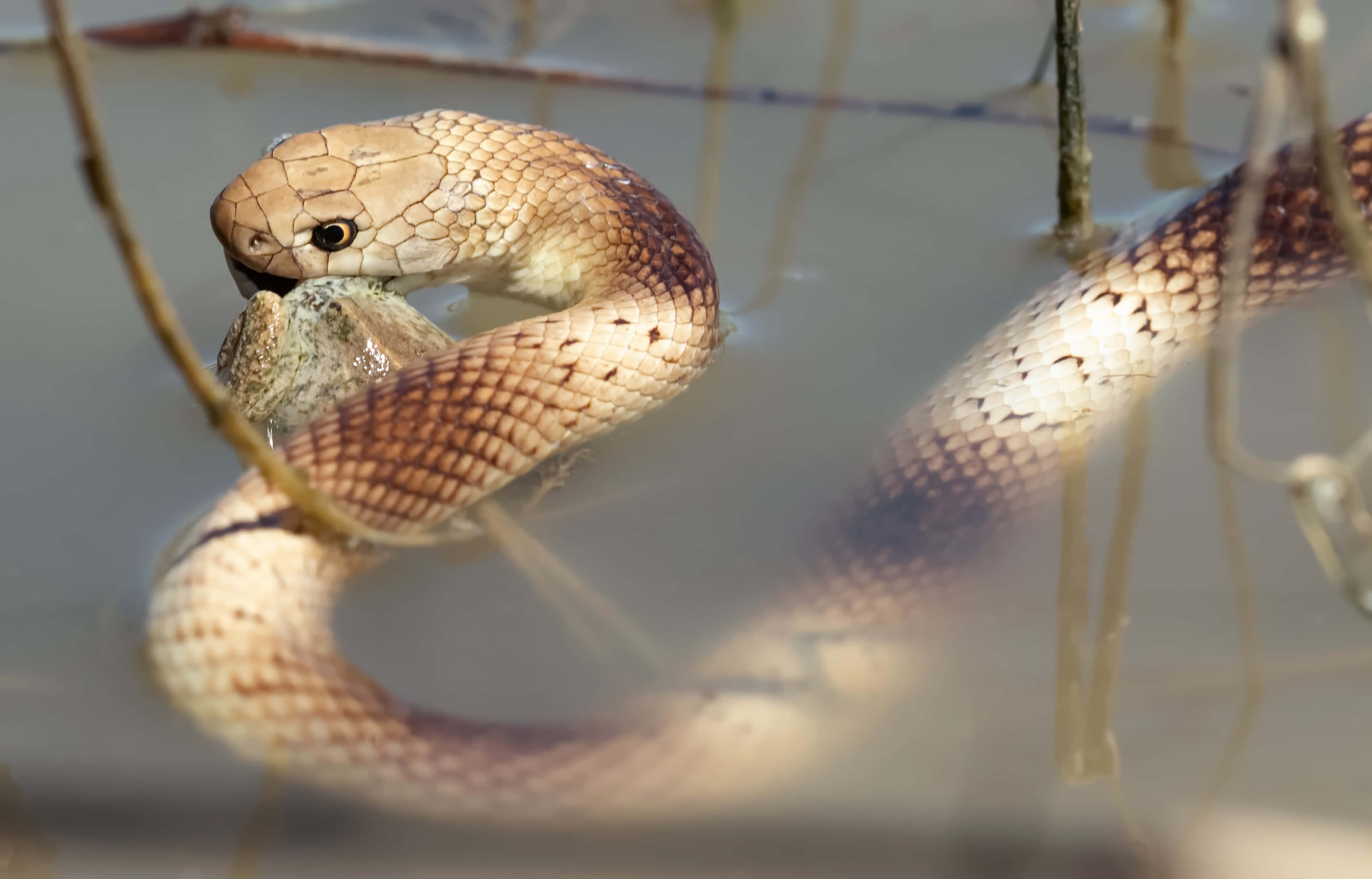 Brown Snake, patterned scales, murky water, 2K Desktop Wallpaper