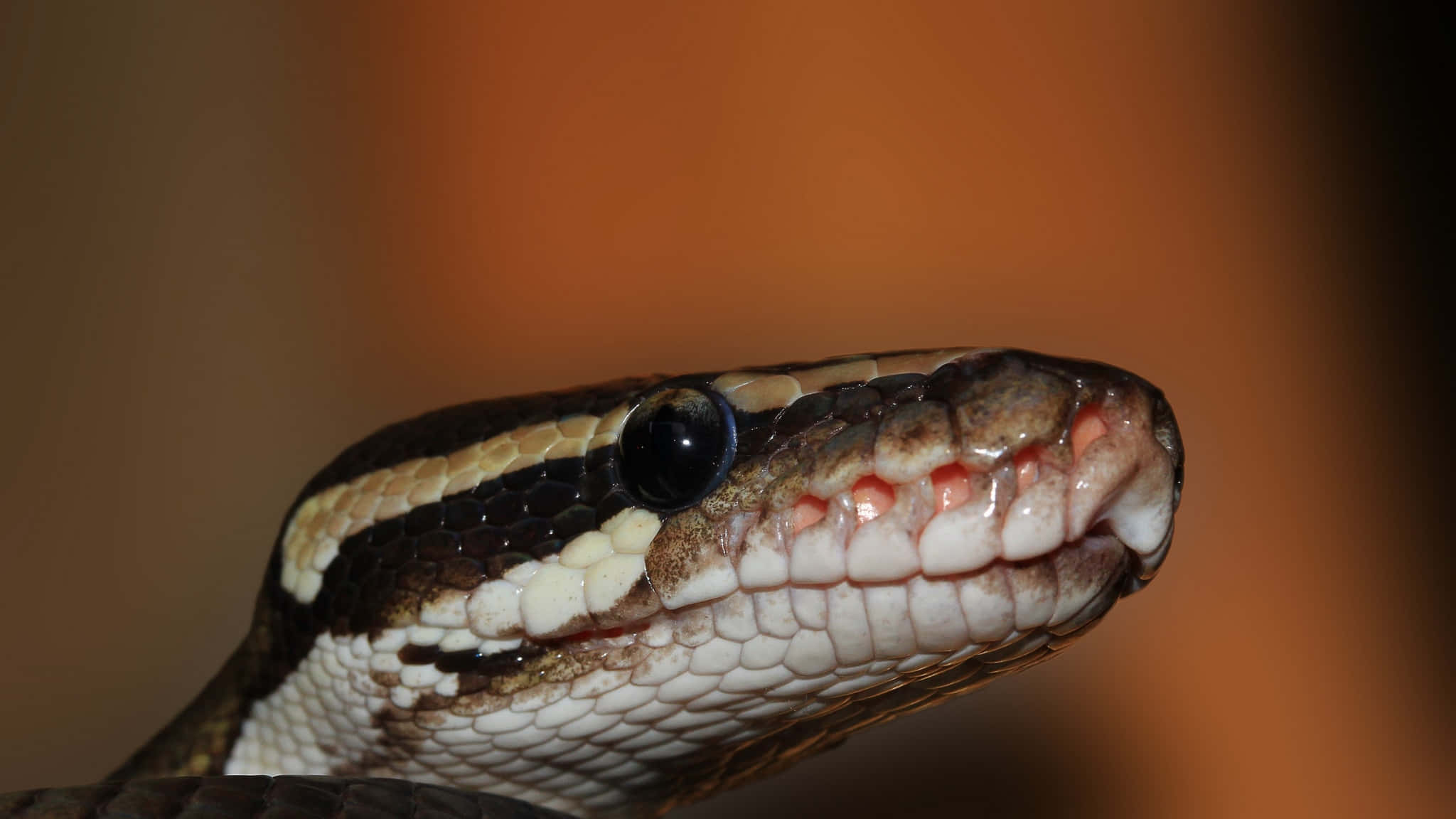 Brown Snake, 2048 x 1152, python, Full HD Desktop Wallpaper