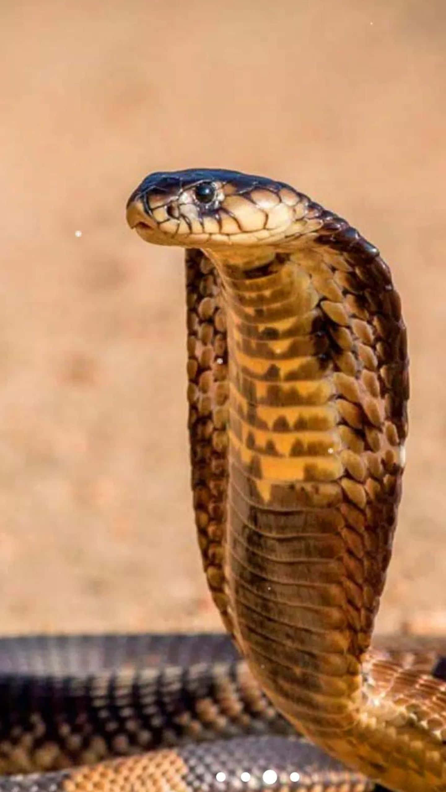 Brown Snake, cobra, hood expanded, 2K Phone Wallpaper