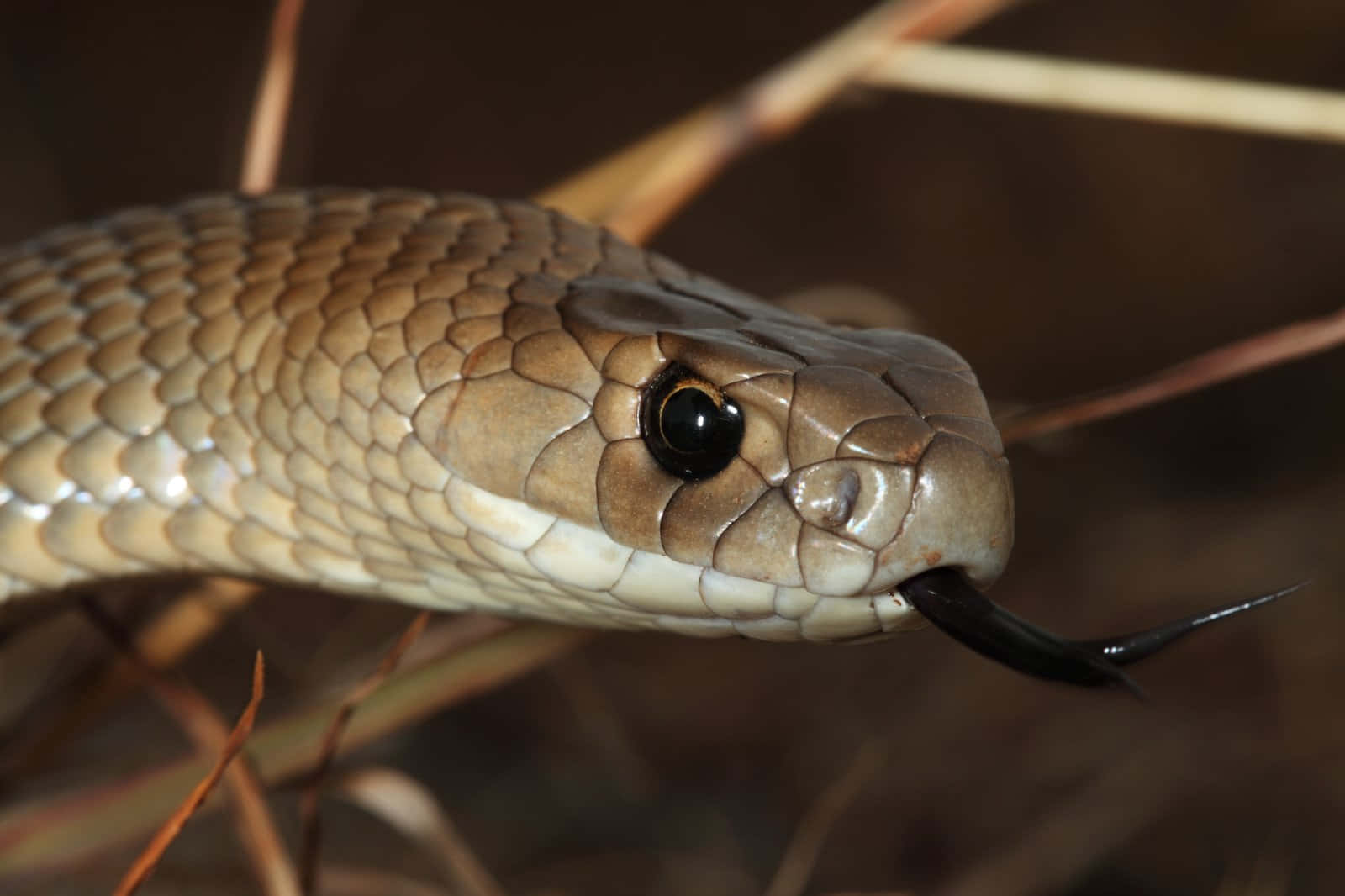 Brown Snake, textured scales, forked tongue, HD Desktop Wallpaper