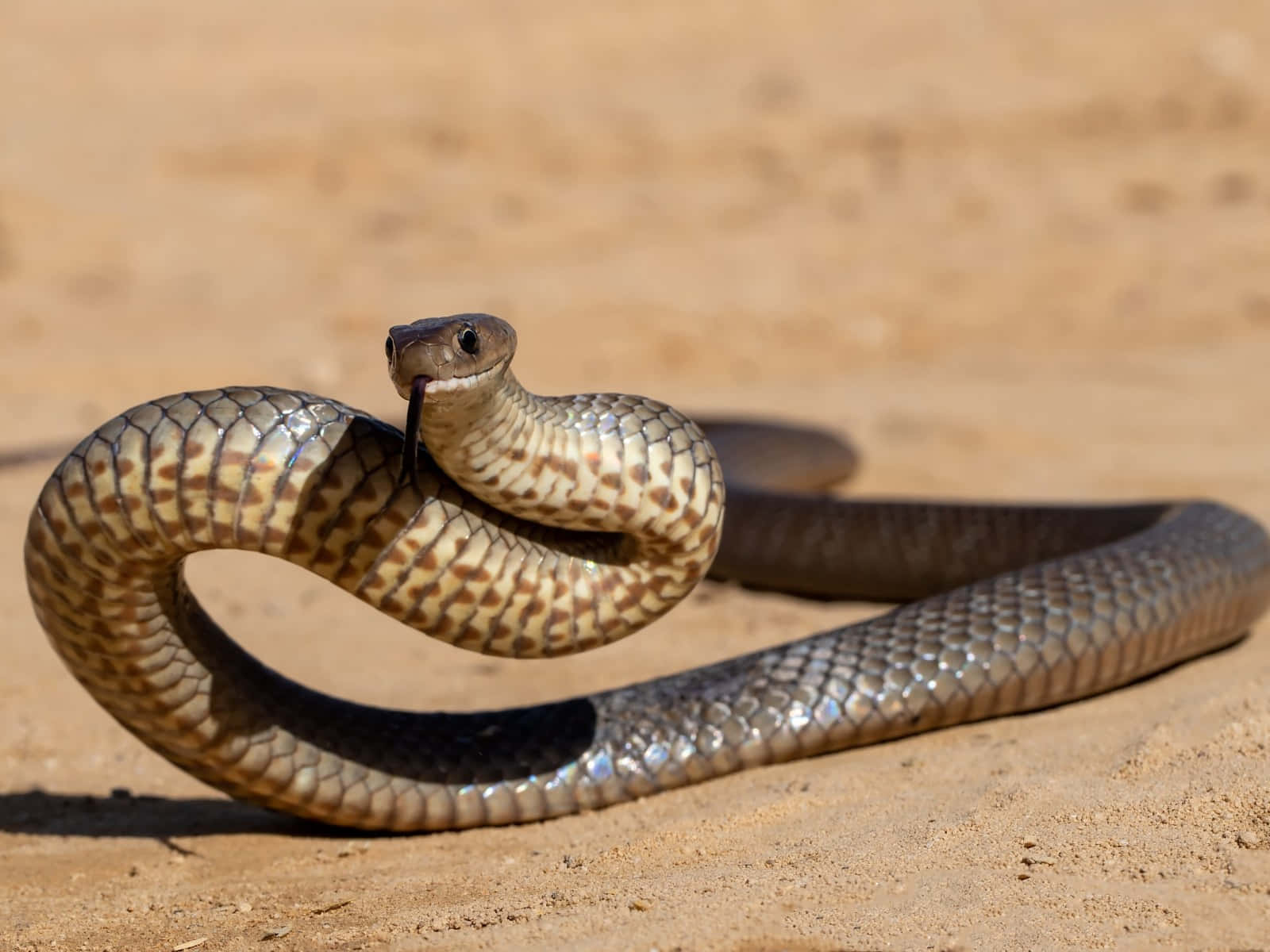 brown snake, coiled, patterned scales, HD Desktop Wallpaper