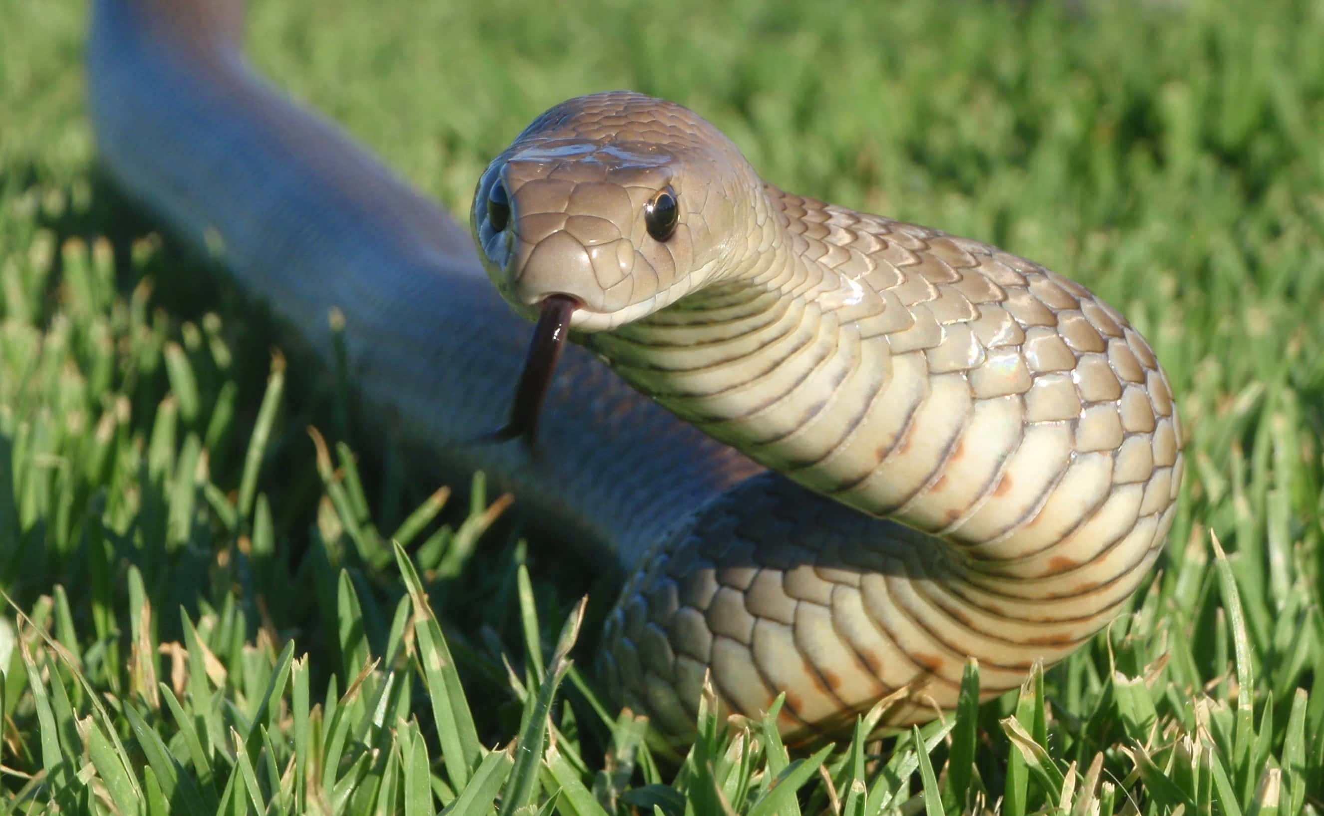Brown Snake, patterned body, flicking tongue, 2K Desktop Wallpaper