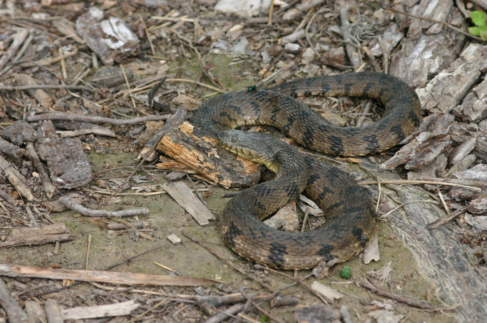 Brown Snake, water snake, dark blotched scales, Full HD Desktop Wallpaper