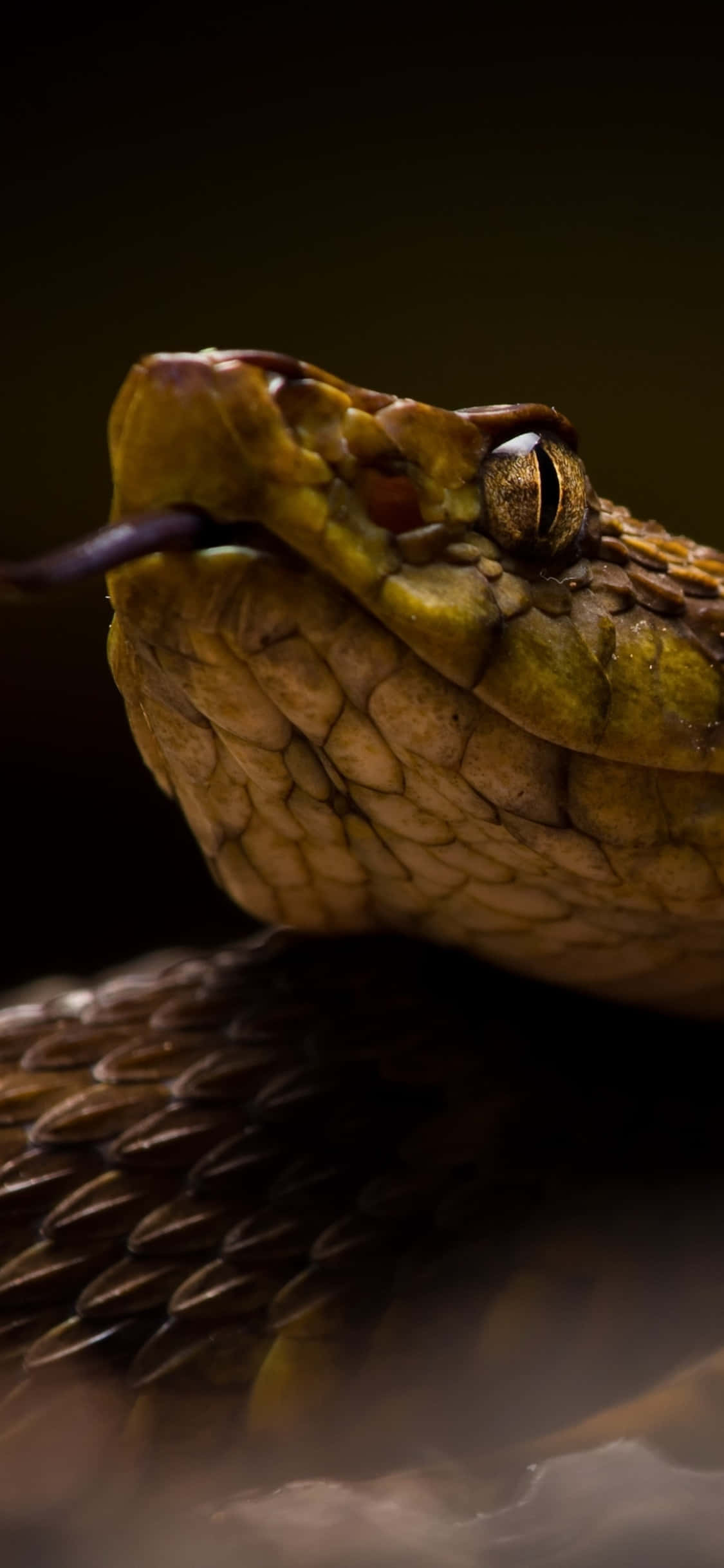 Brown Snake, textured scales, flicking tongue, Full HD Phone Wallpaper