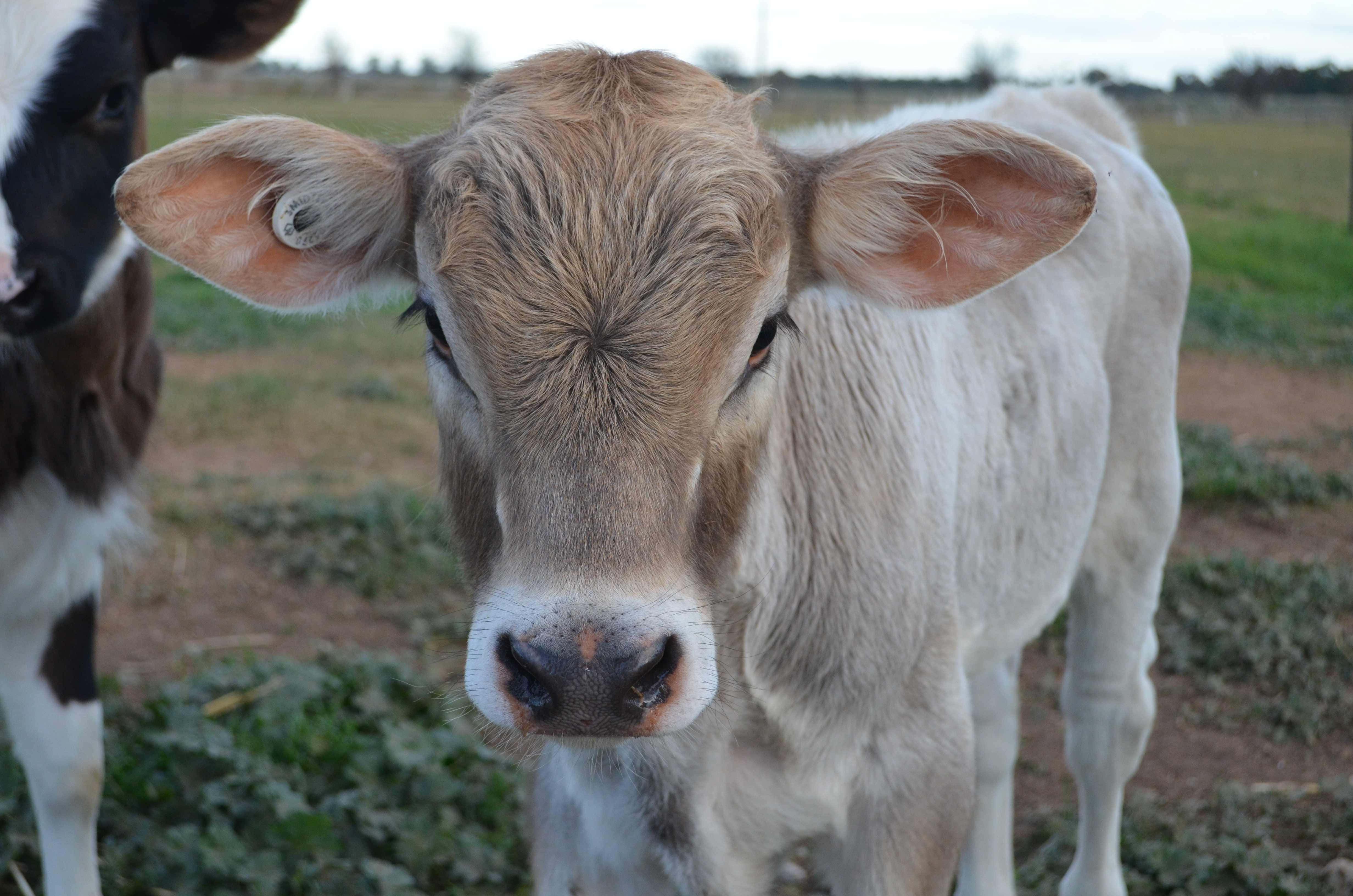 Brown Swiss Cow, light brown calf, grassy field, 4K Desktop Wallpaper
