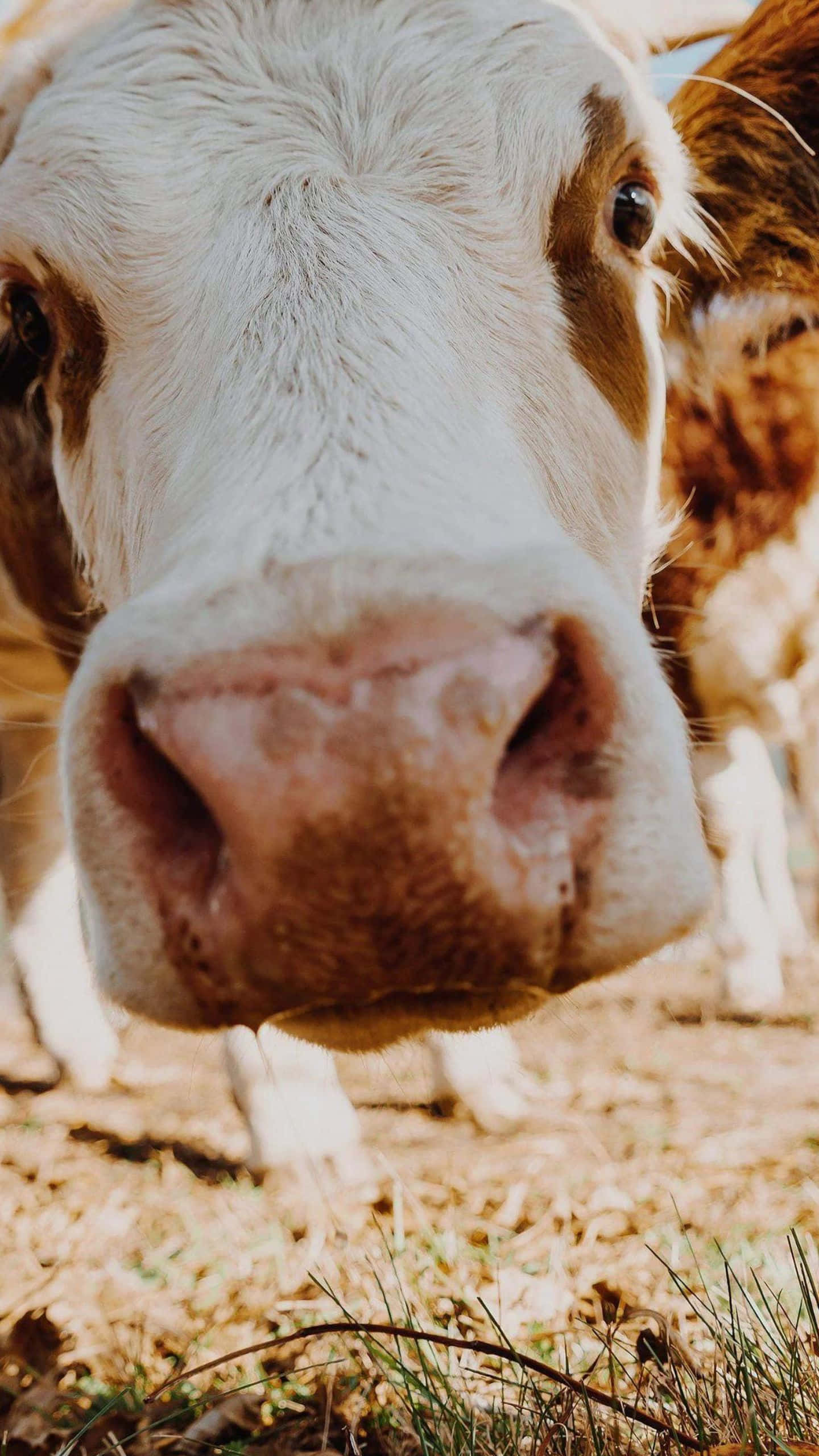 Brown Swiss Cow, close-up, curious, 2K Phone Wallpaper