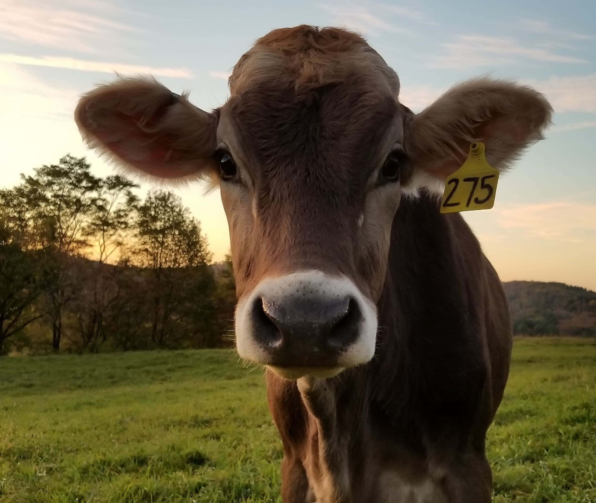 Brown Swiss Cow, yellow ear tag numbered 275, grassy field, Full HD Desktop Wallpaper