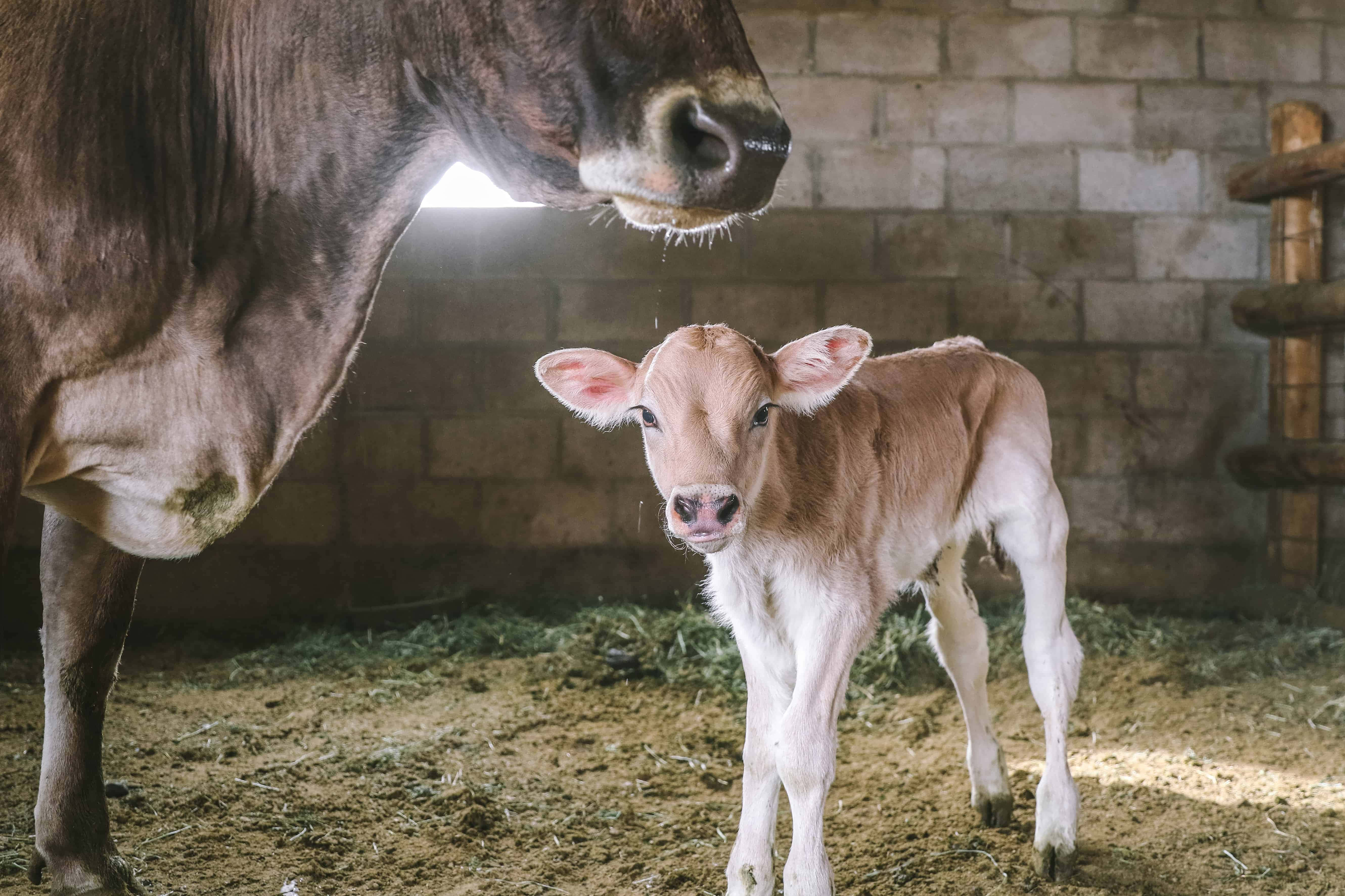 Brown Swiss Cow, newborn calf, sunlit barn stall, 5K Desktop Wallpaper